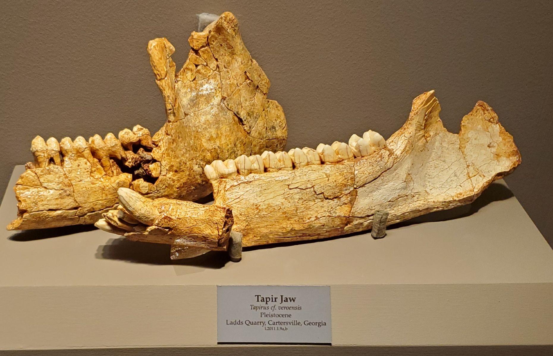 Vero tapir