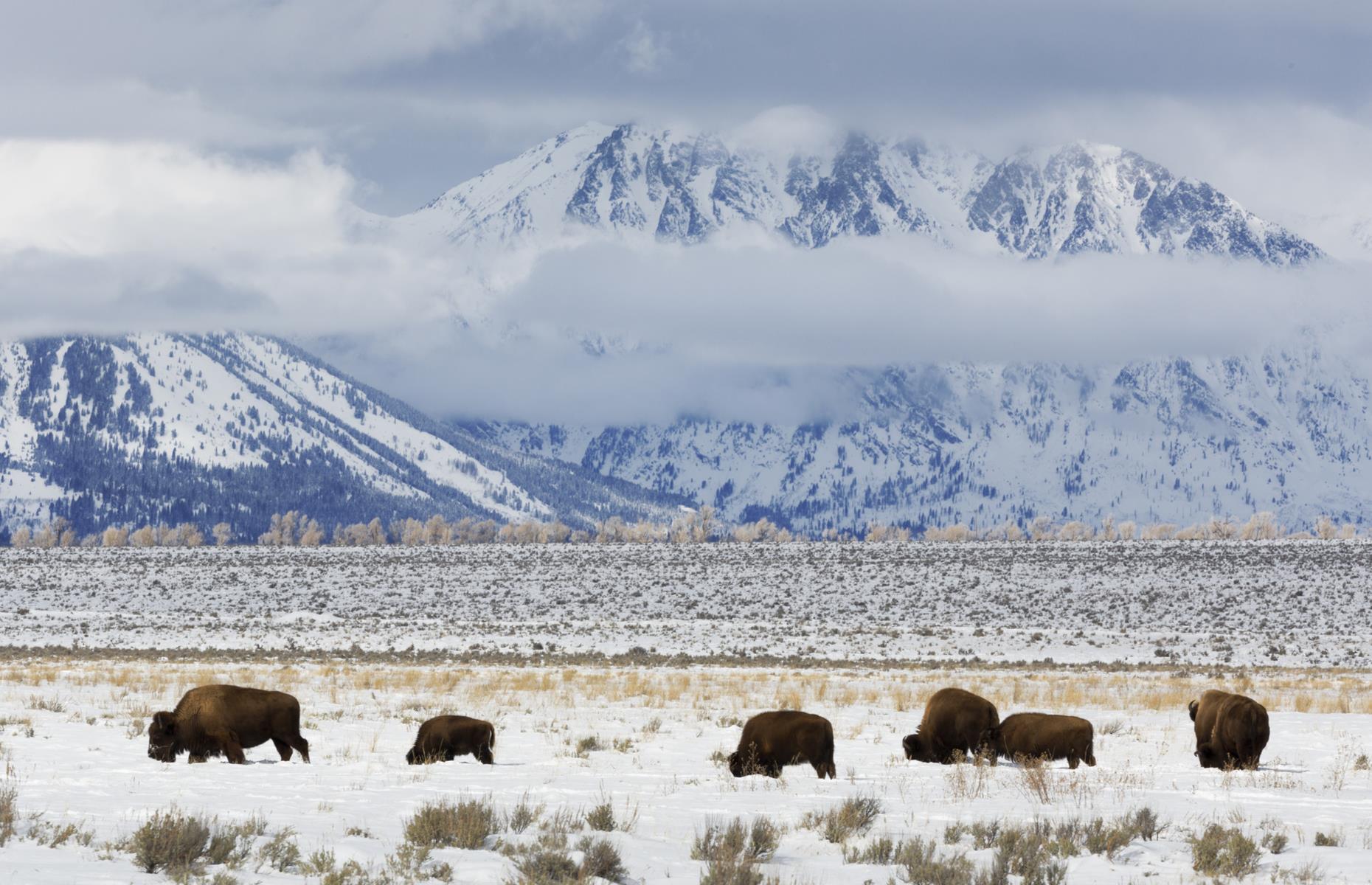 Jackson Hole, Wyoming, USA
