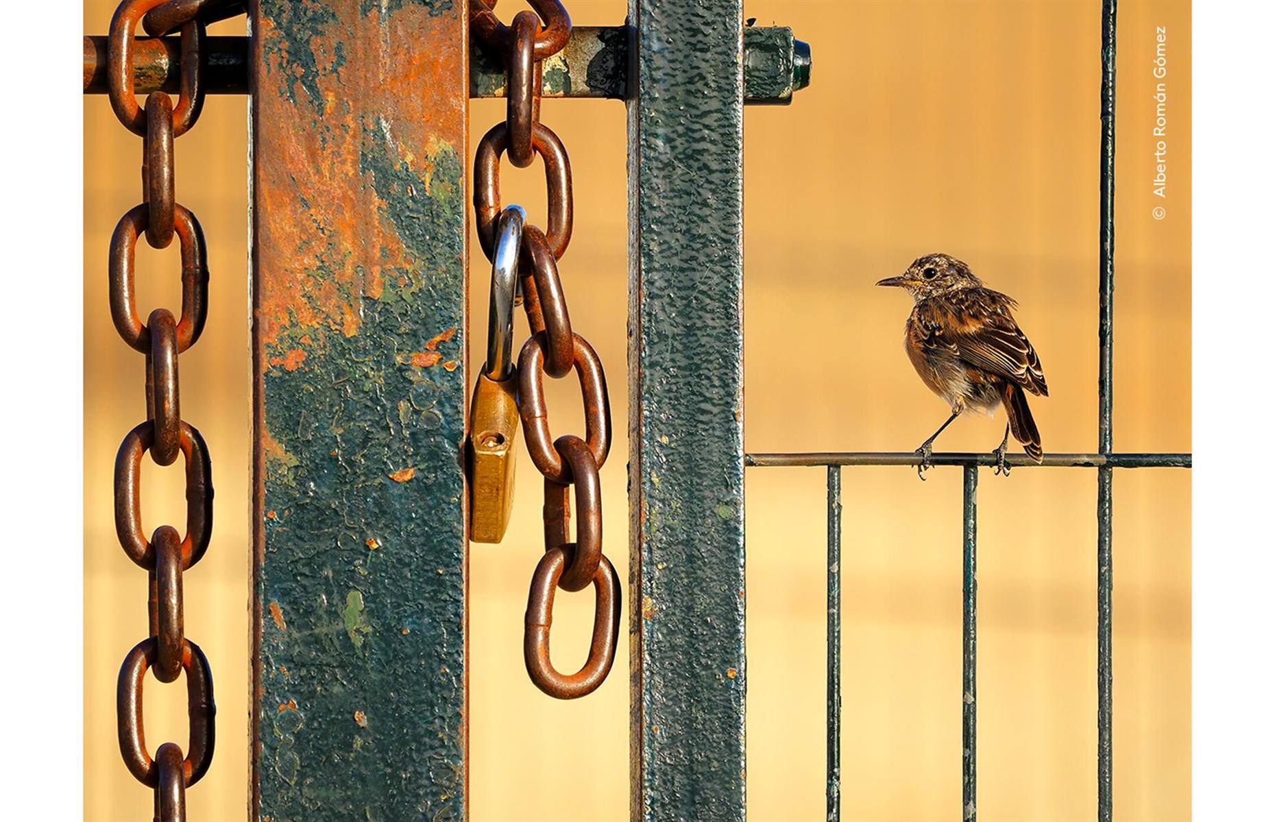 Free as a Bird