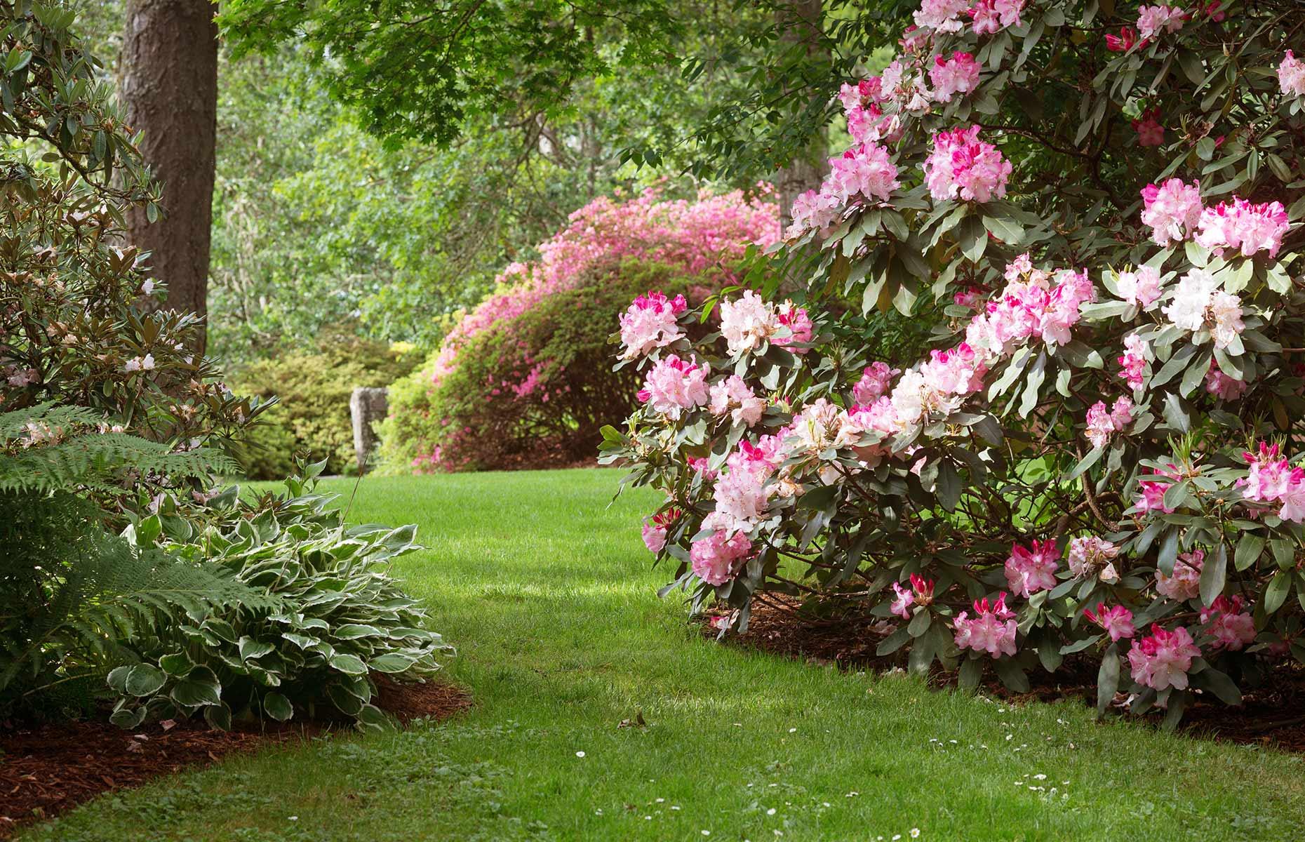 How to stop rhododendrons causing harm