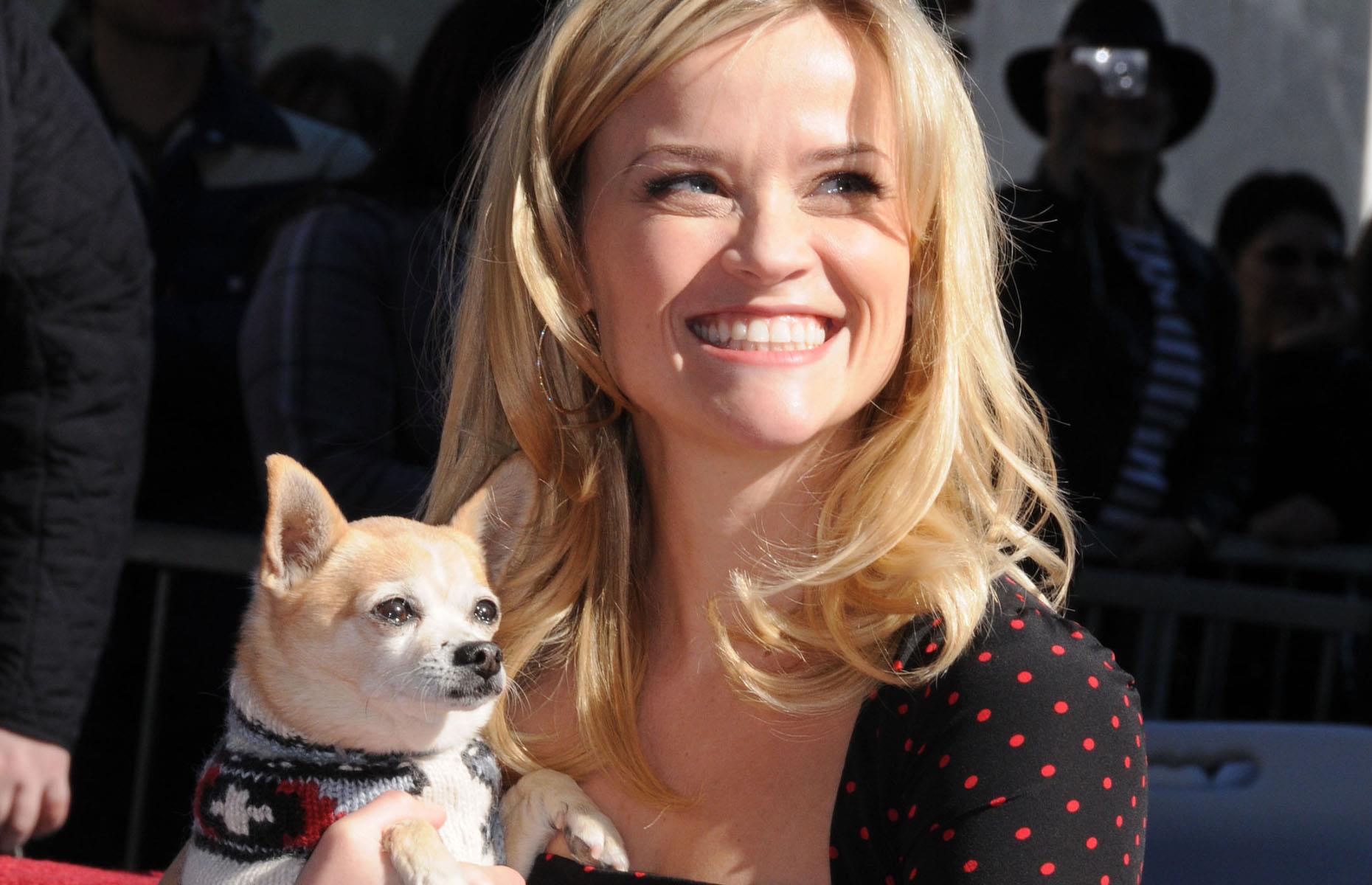 Elle Woods returns