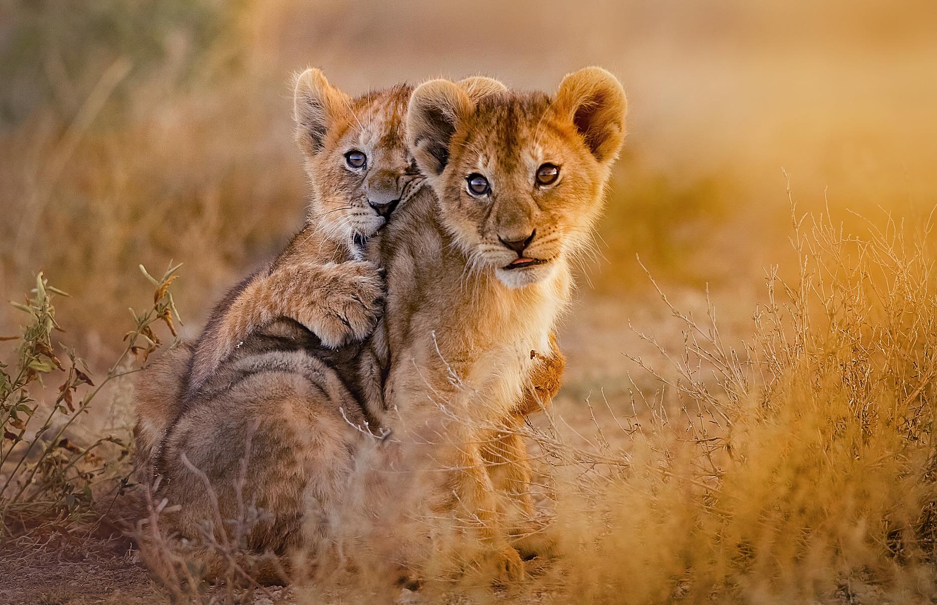 See lions on foot in Kenya