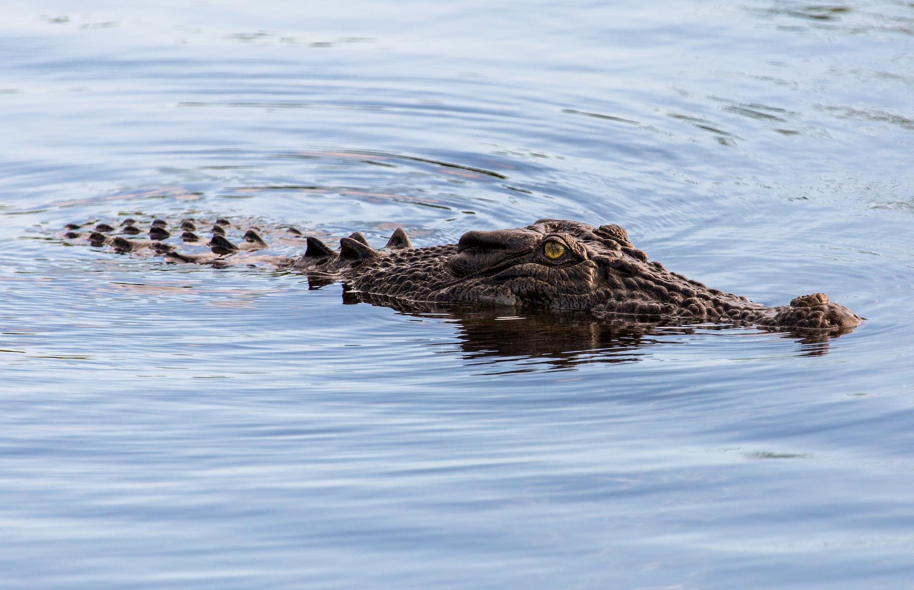 6. Spy salties in the wild, Mary River Wetlands, Northern Territory