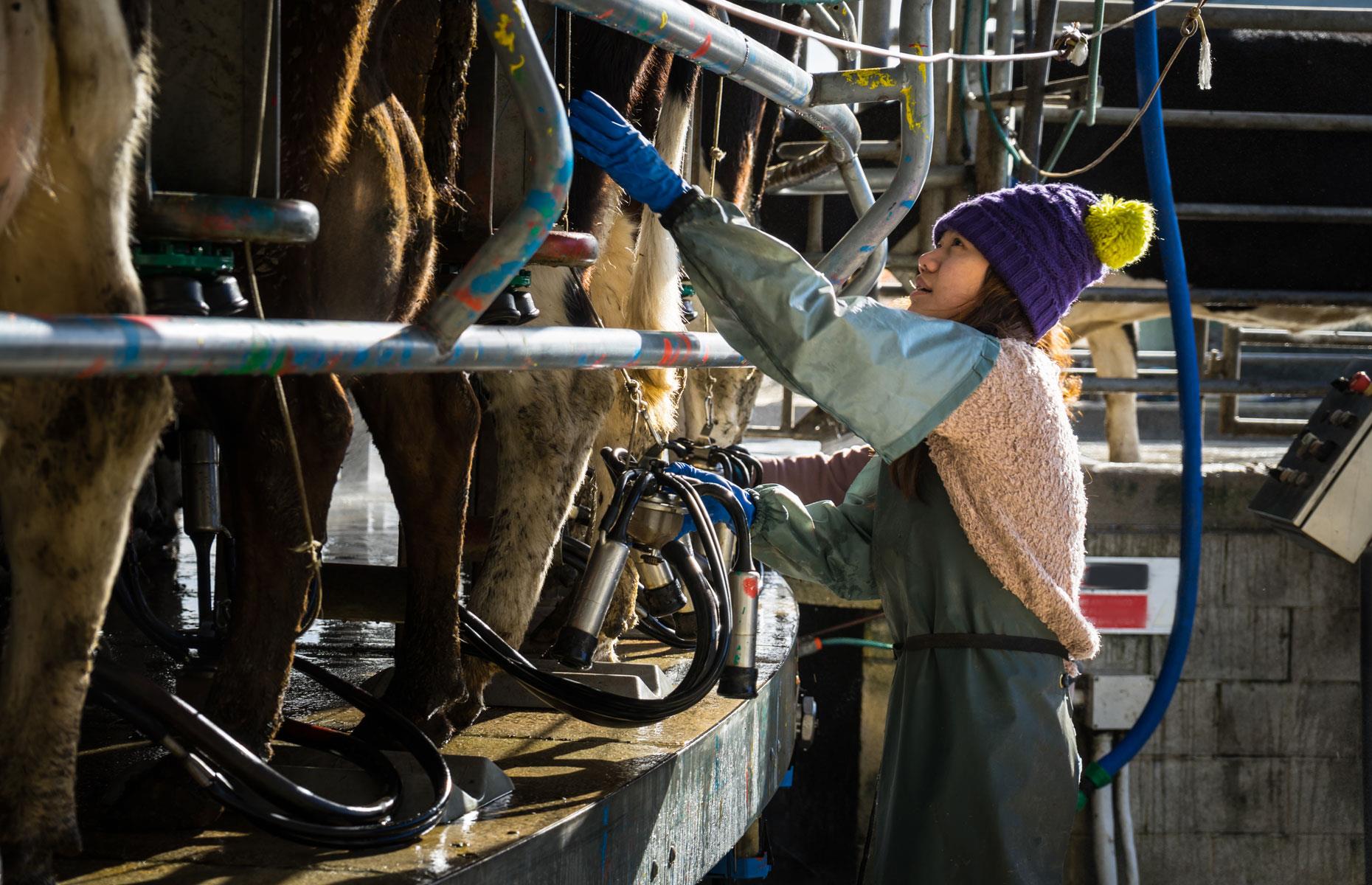 New Zealand: dairy price effect