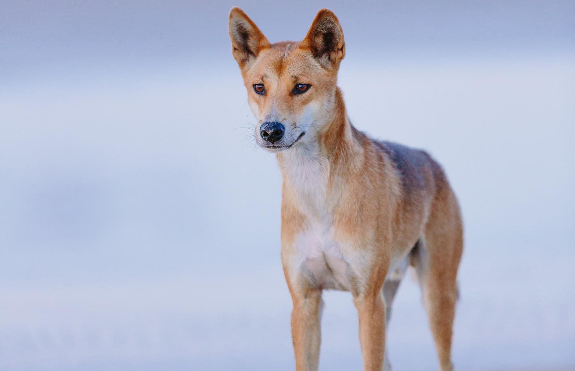 Dingo
