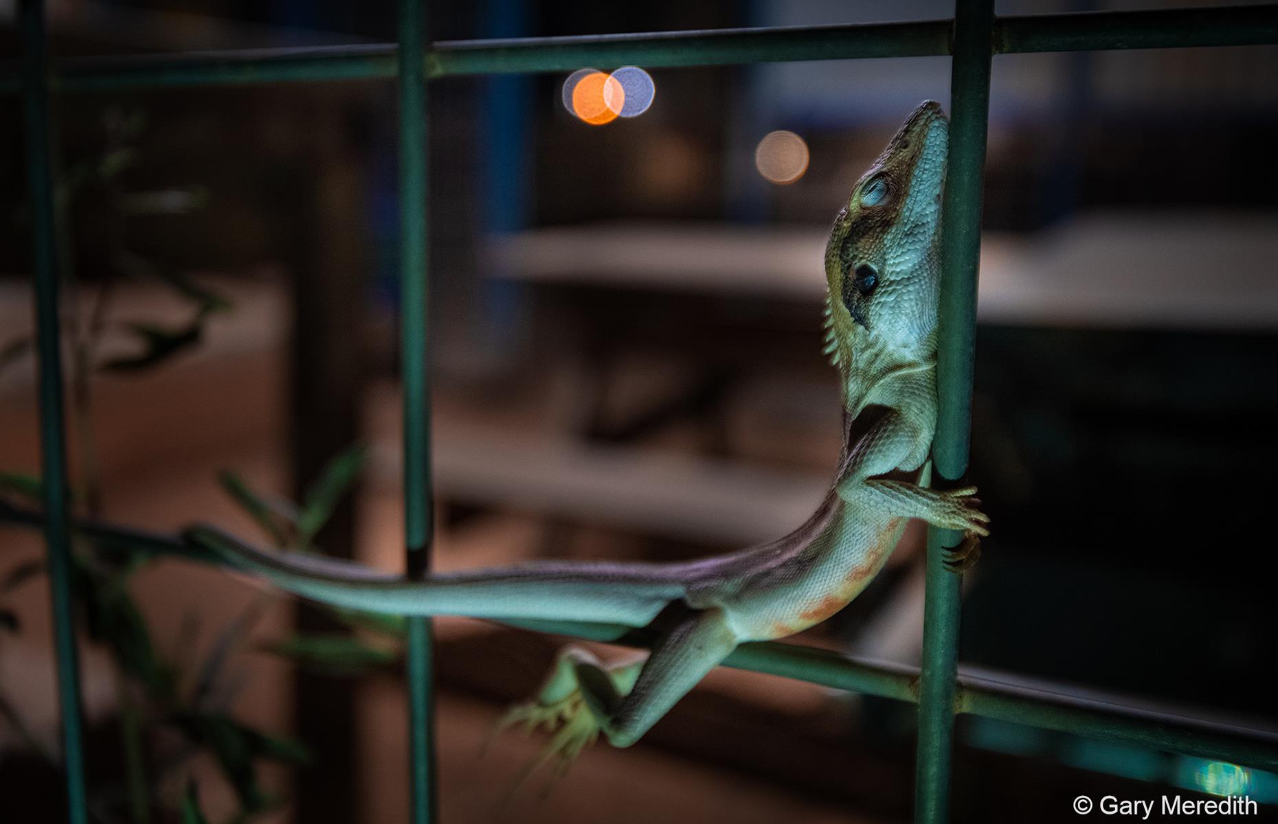 Sleeping Dragon by Gary Meredith