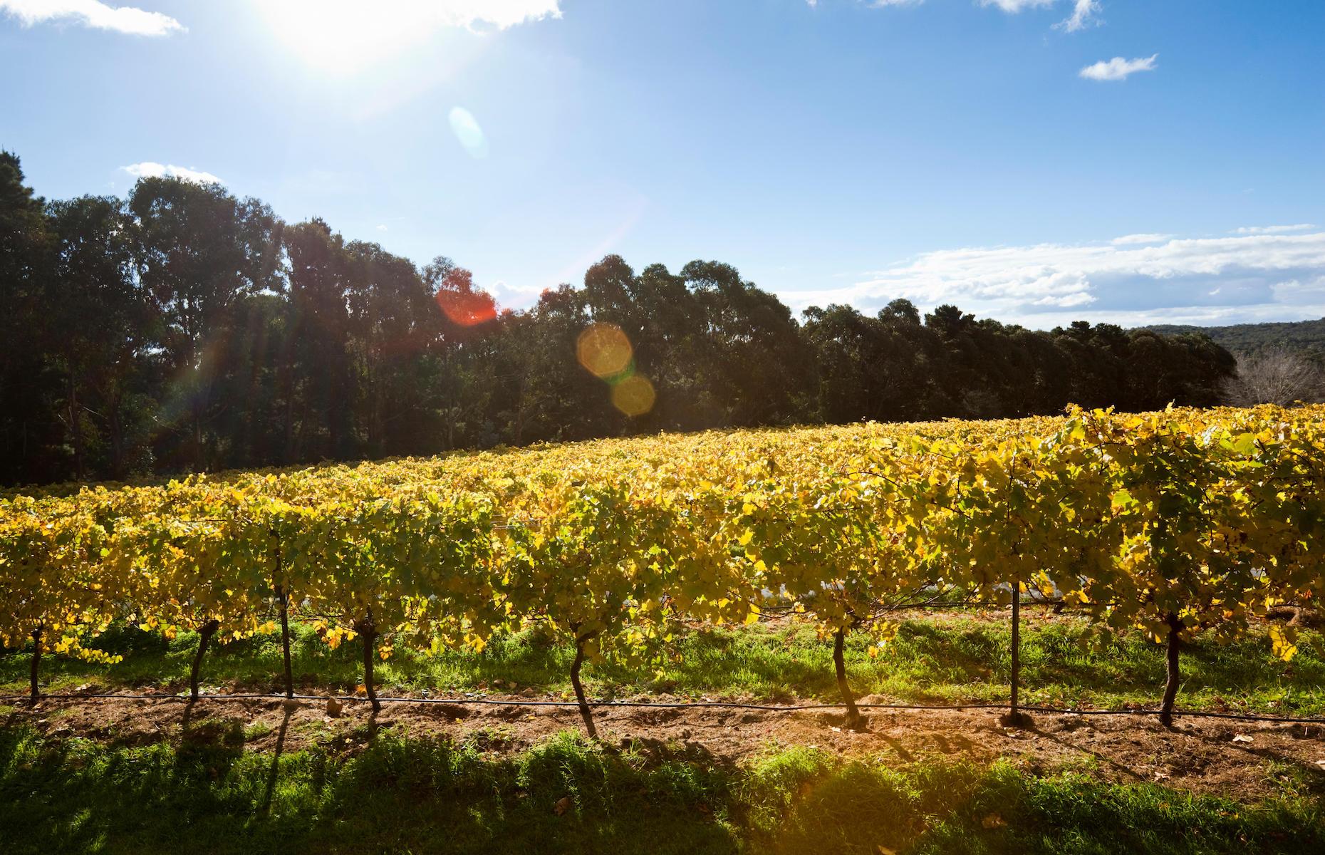 Canberra District Wine Region, Australian Capital Territory