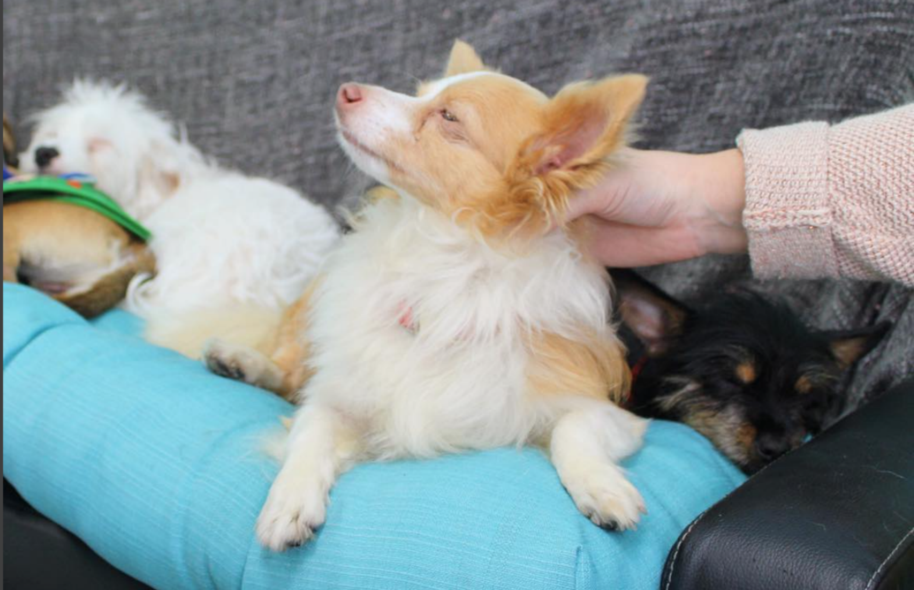 The Dog Cafe, LA, US