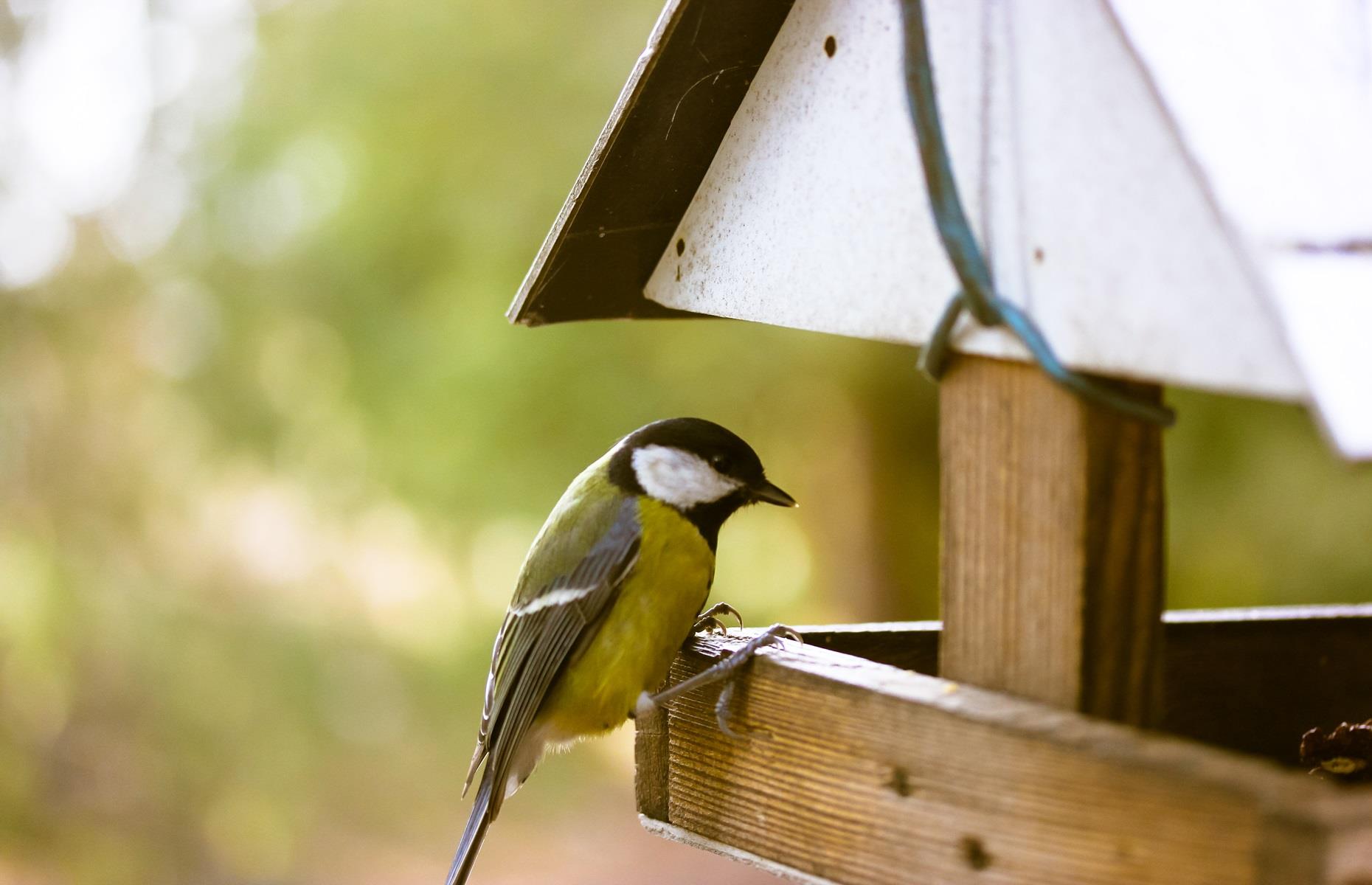 Forgetting feathered friends