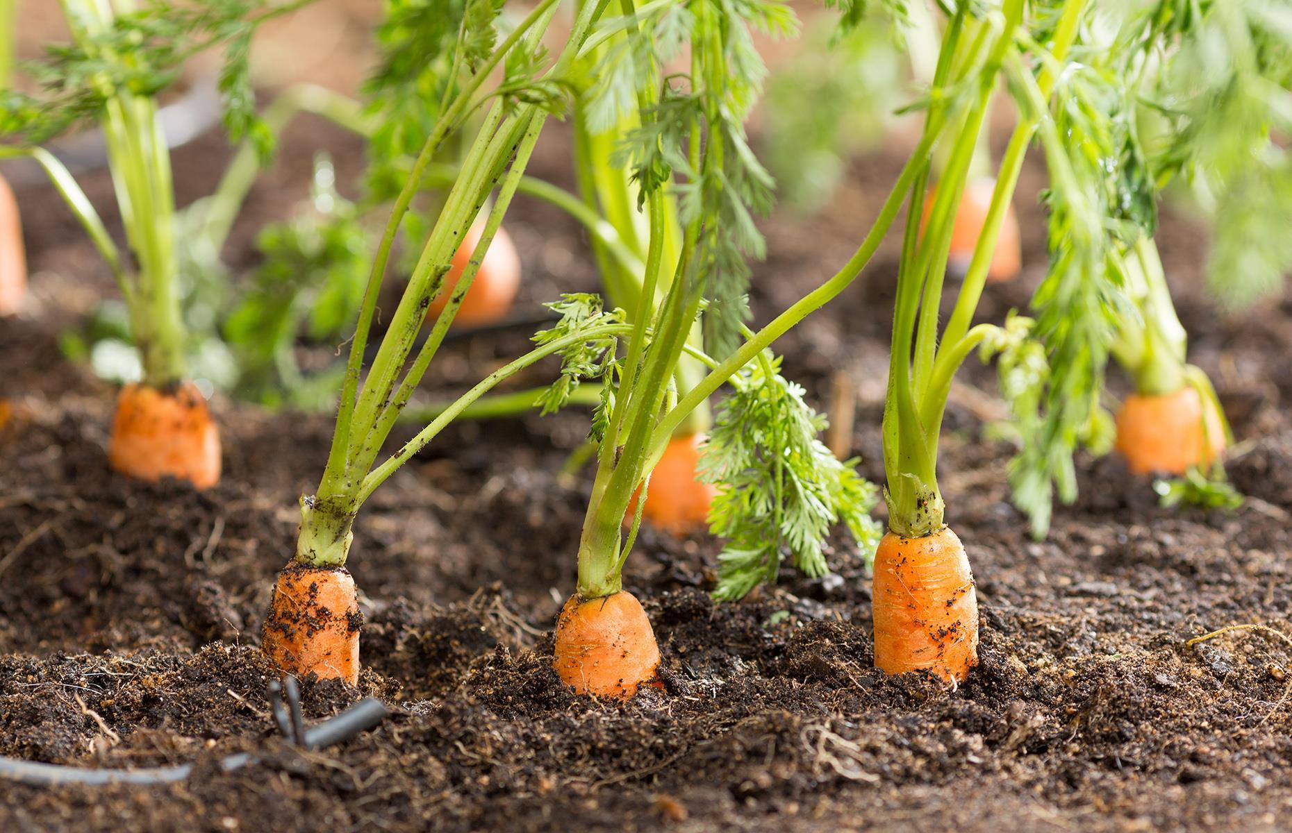 Grow carrots in trash cans