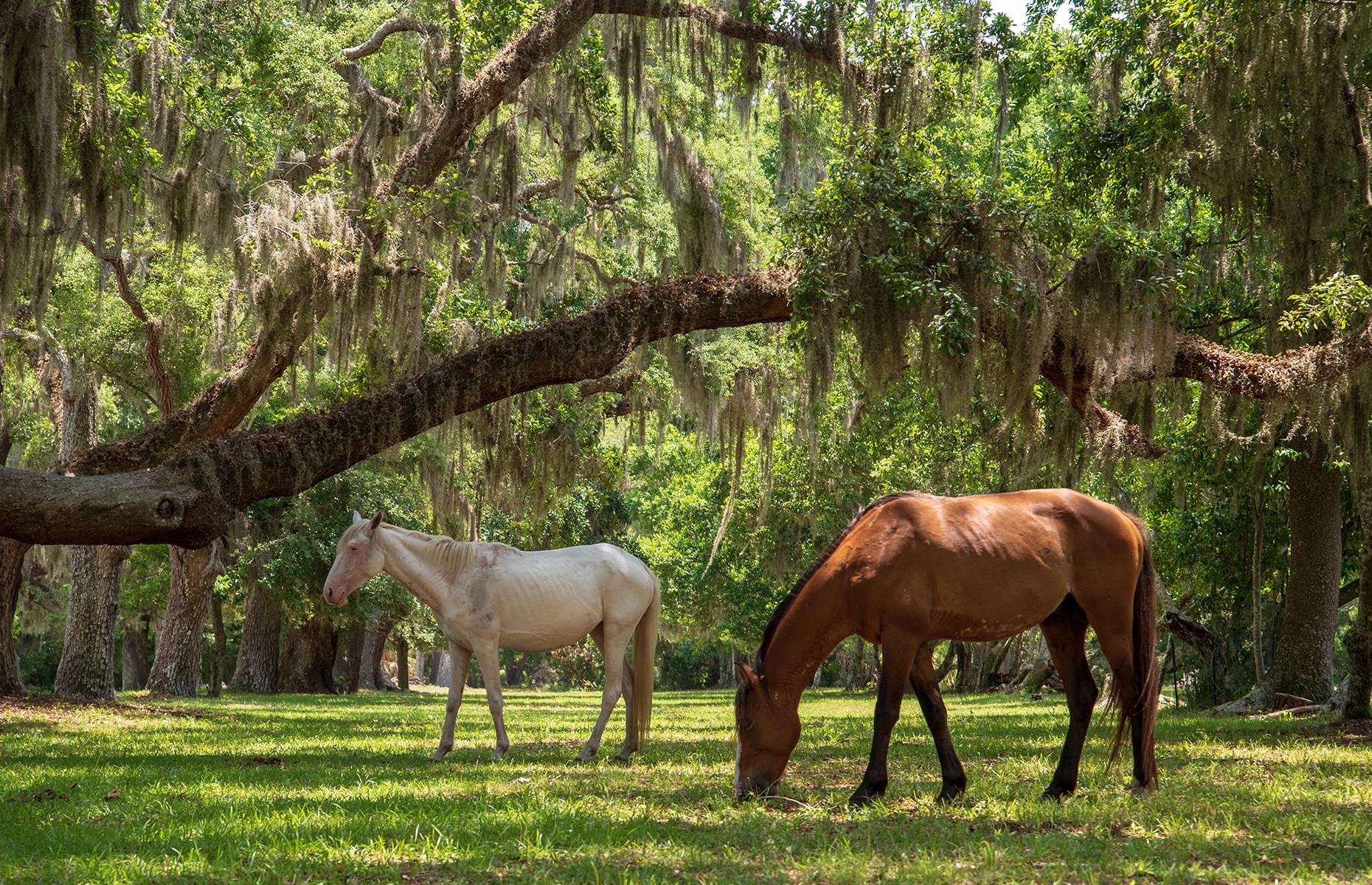Georgia: Cumberland Island National Seashore