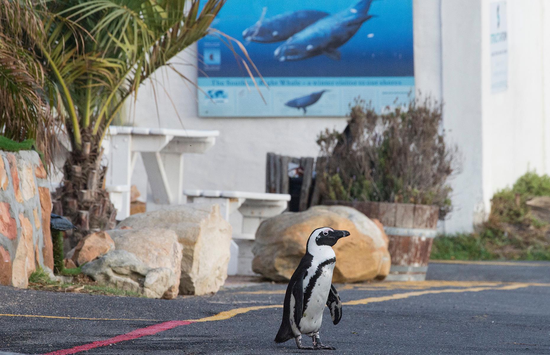 Penguins take a walk in Cape Town, South Africa