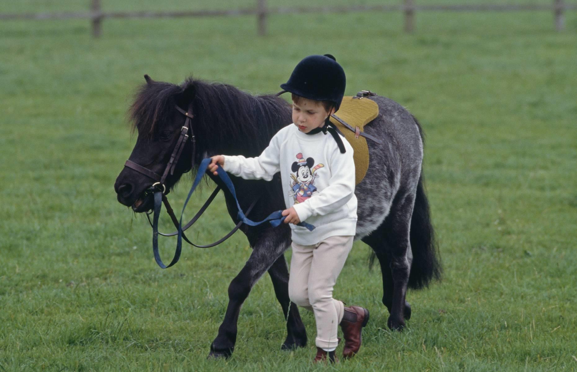 Smokey the Shetland pony