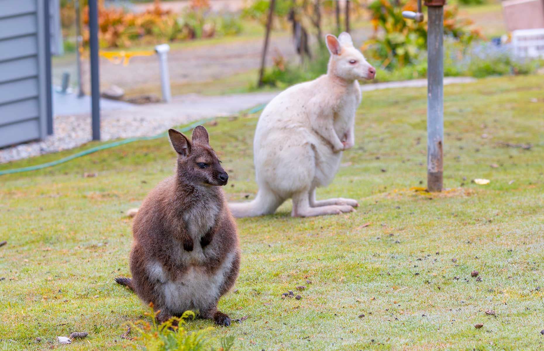 How to get rid of wallabies legally