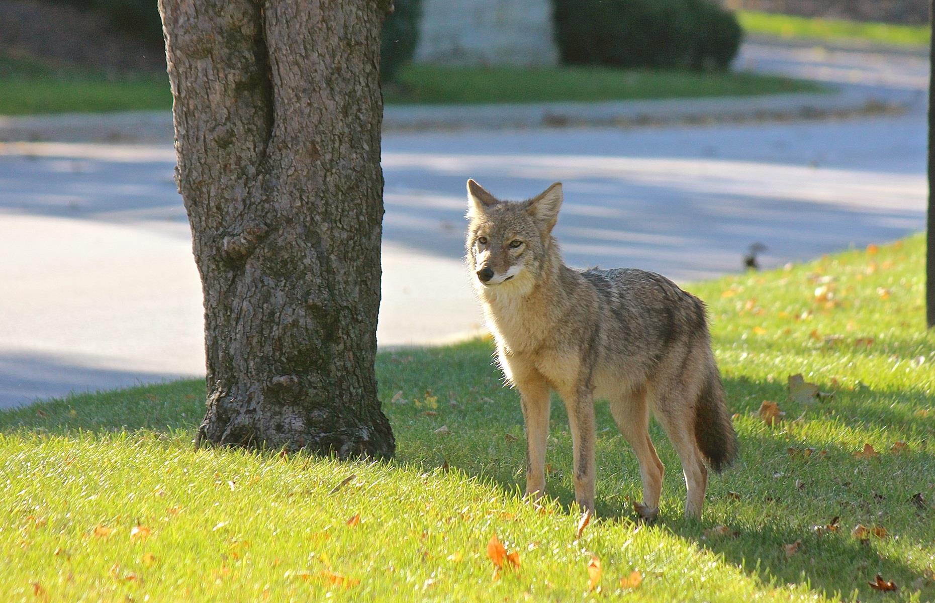 Especies protegidas: coyotes