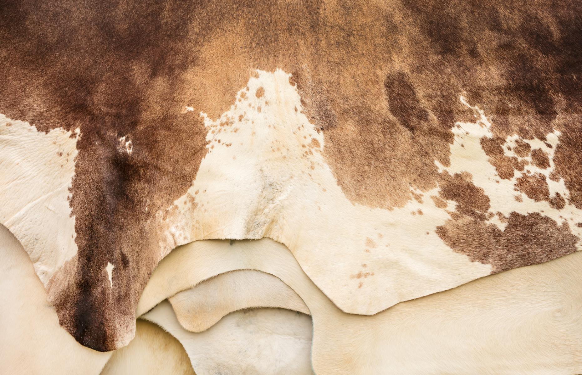 bovine hides