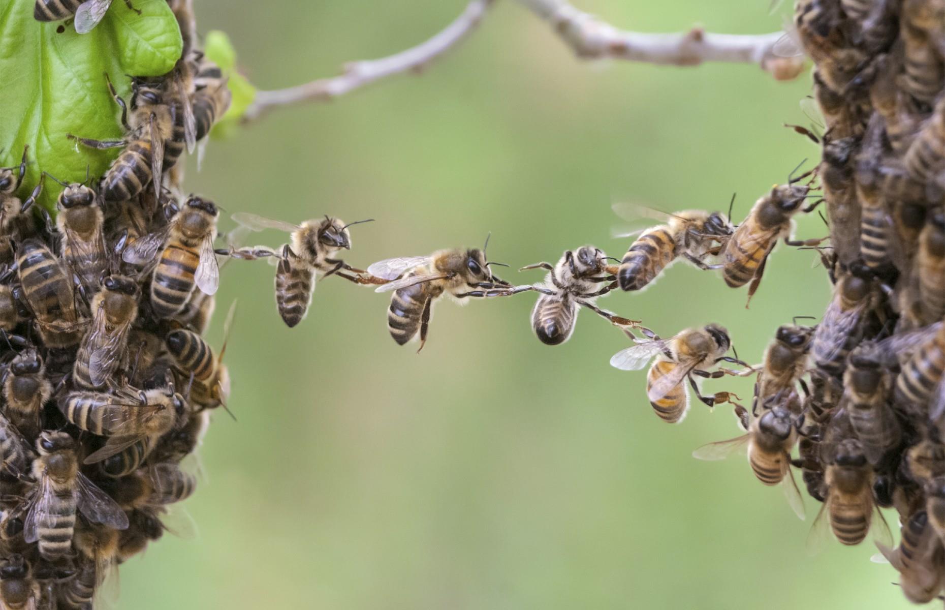 Insects produce as much electricity as thunder clouds