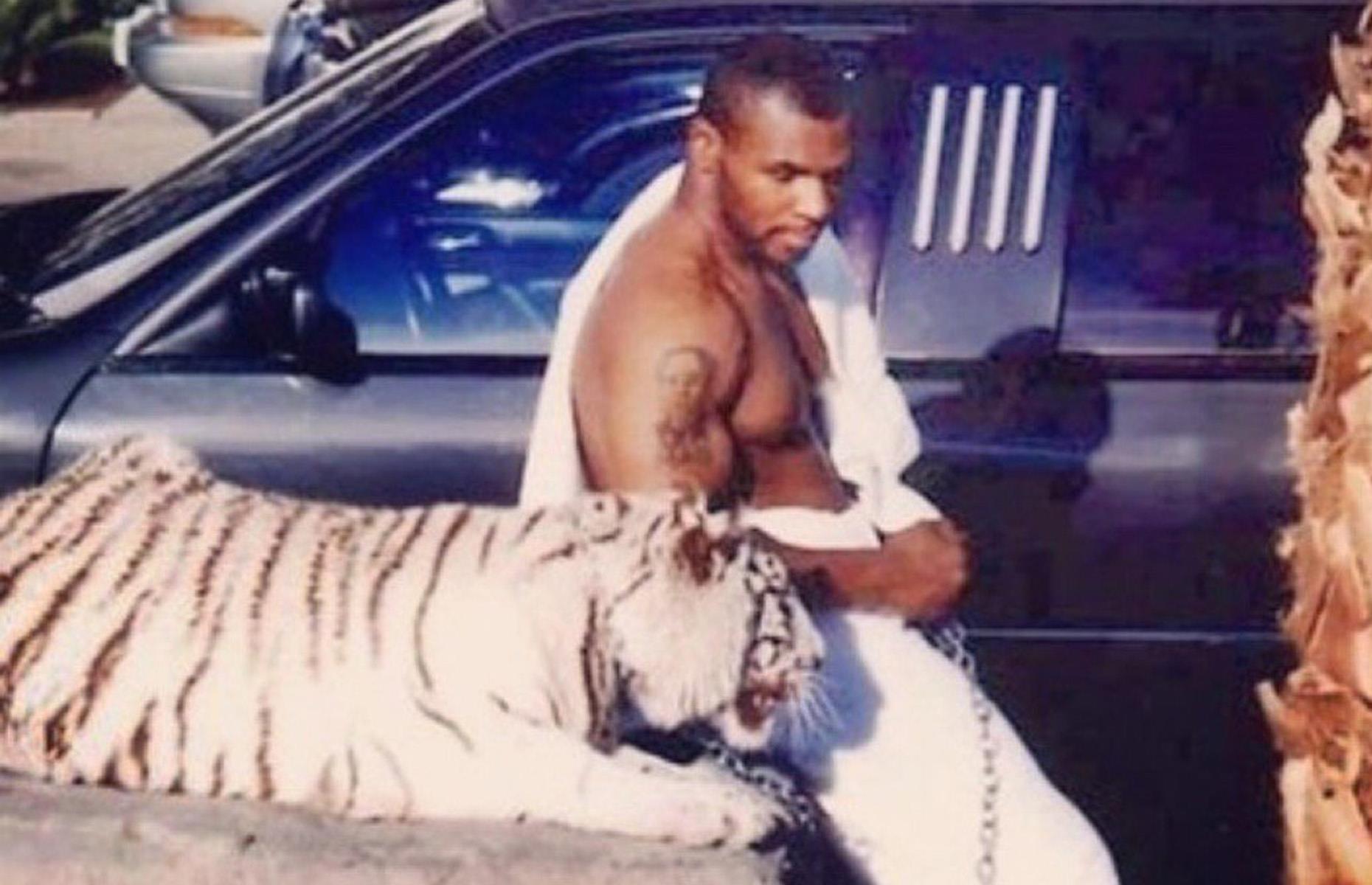 Rey tigre 