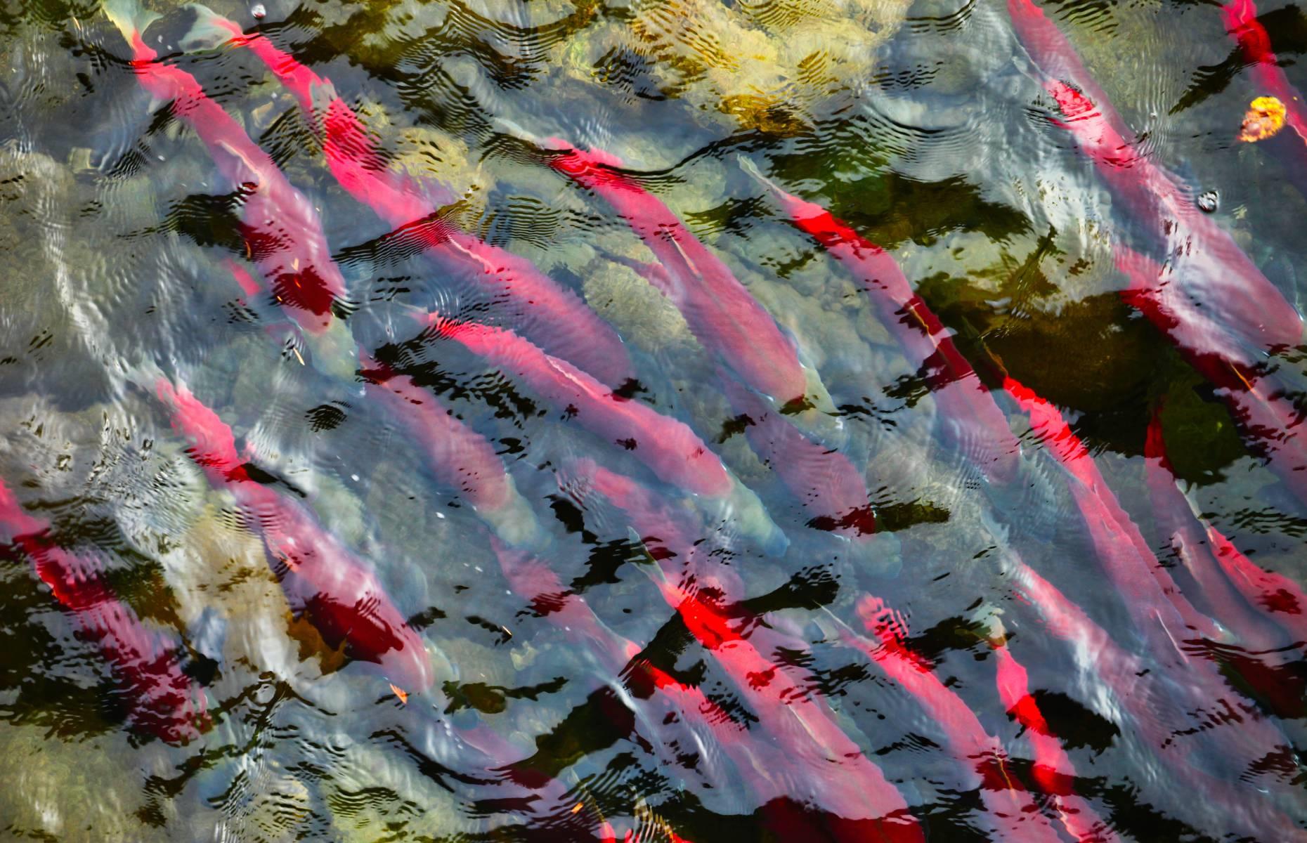 Catch the salmon run, various, British Columbia