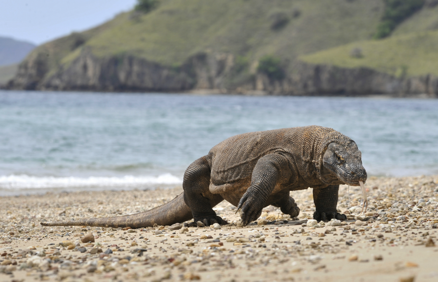 Komodo Island, Indonesia