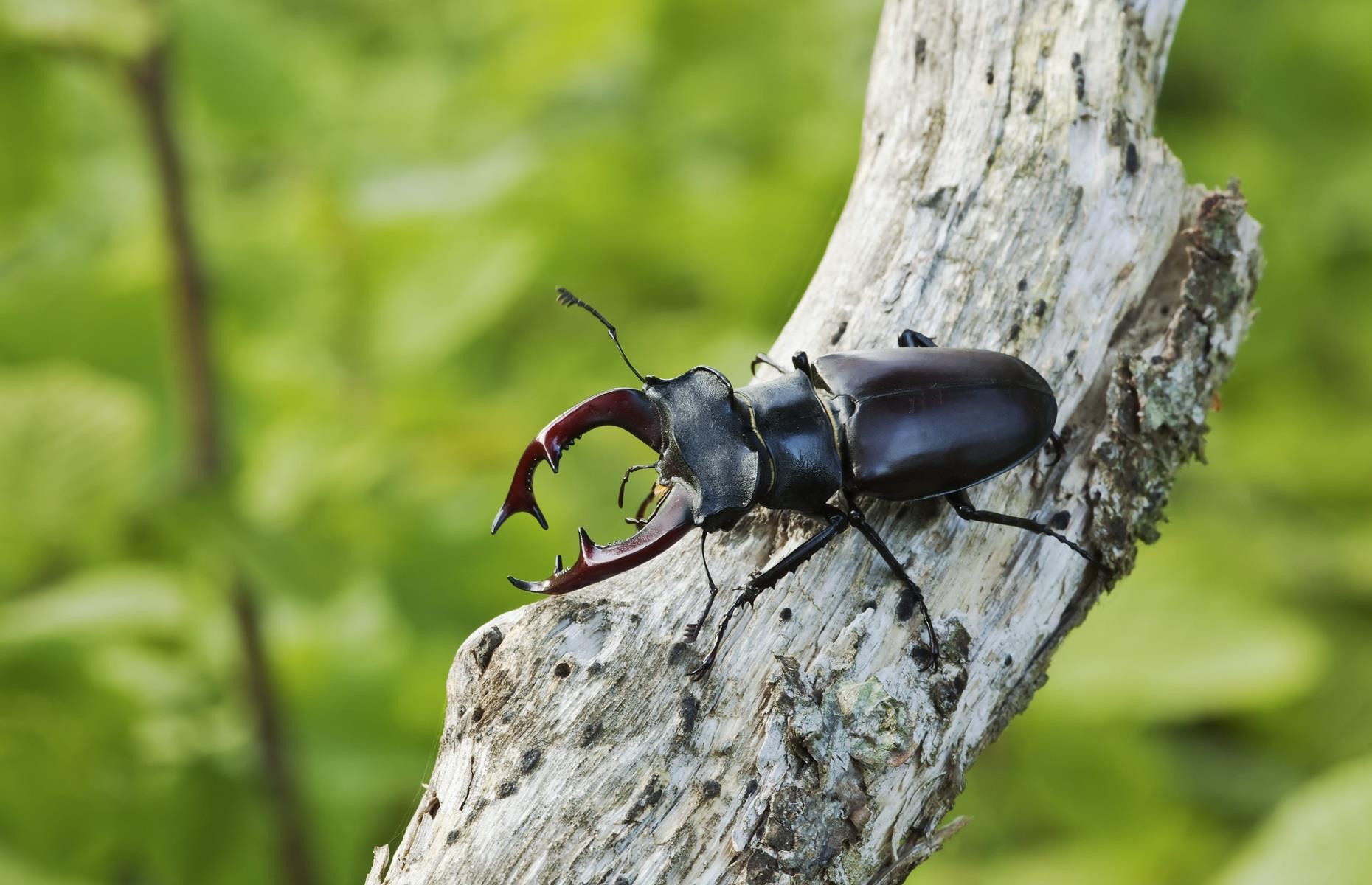 Protected species: beetles