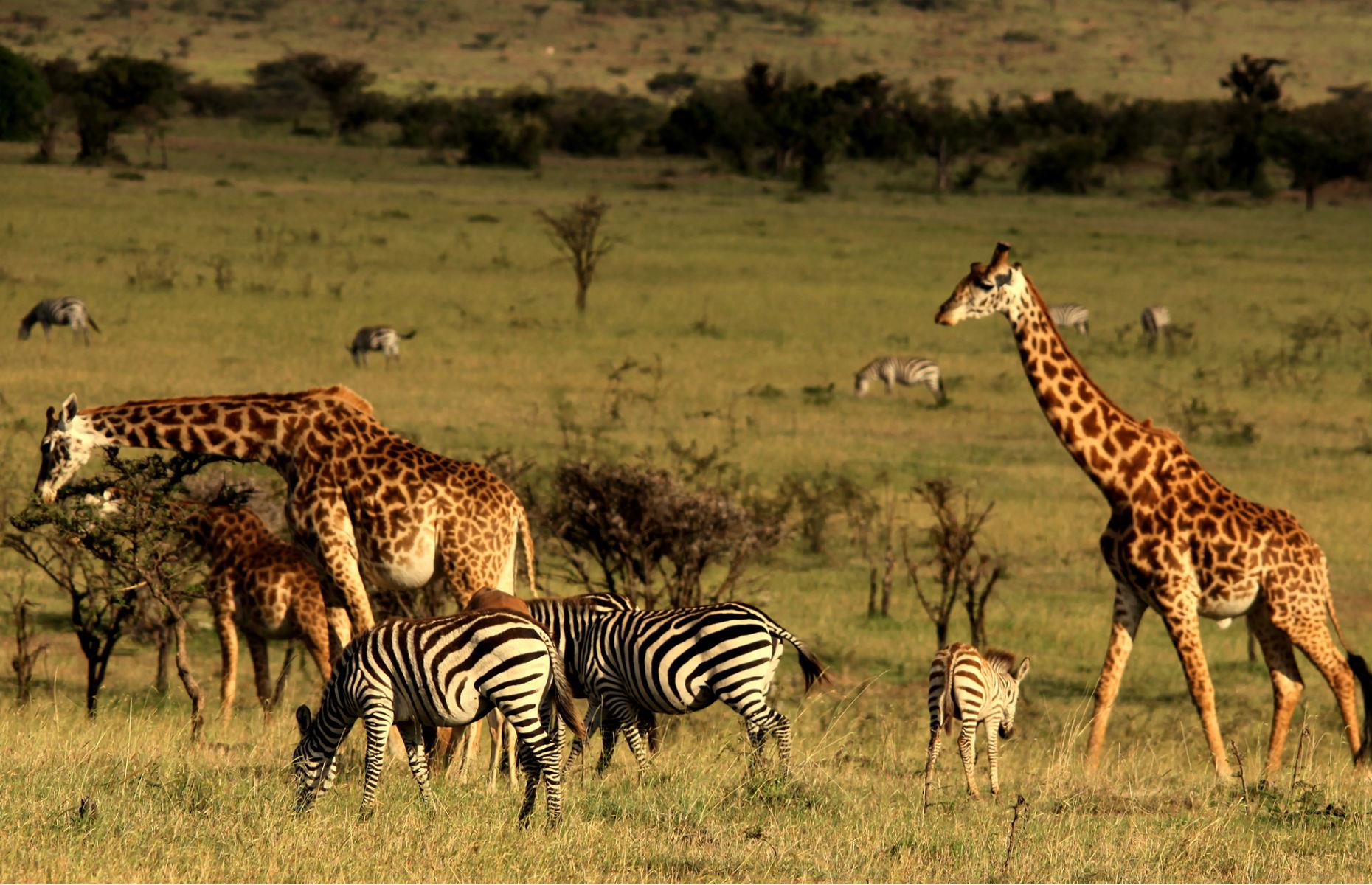 Mahali Mzuri, Kenya