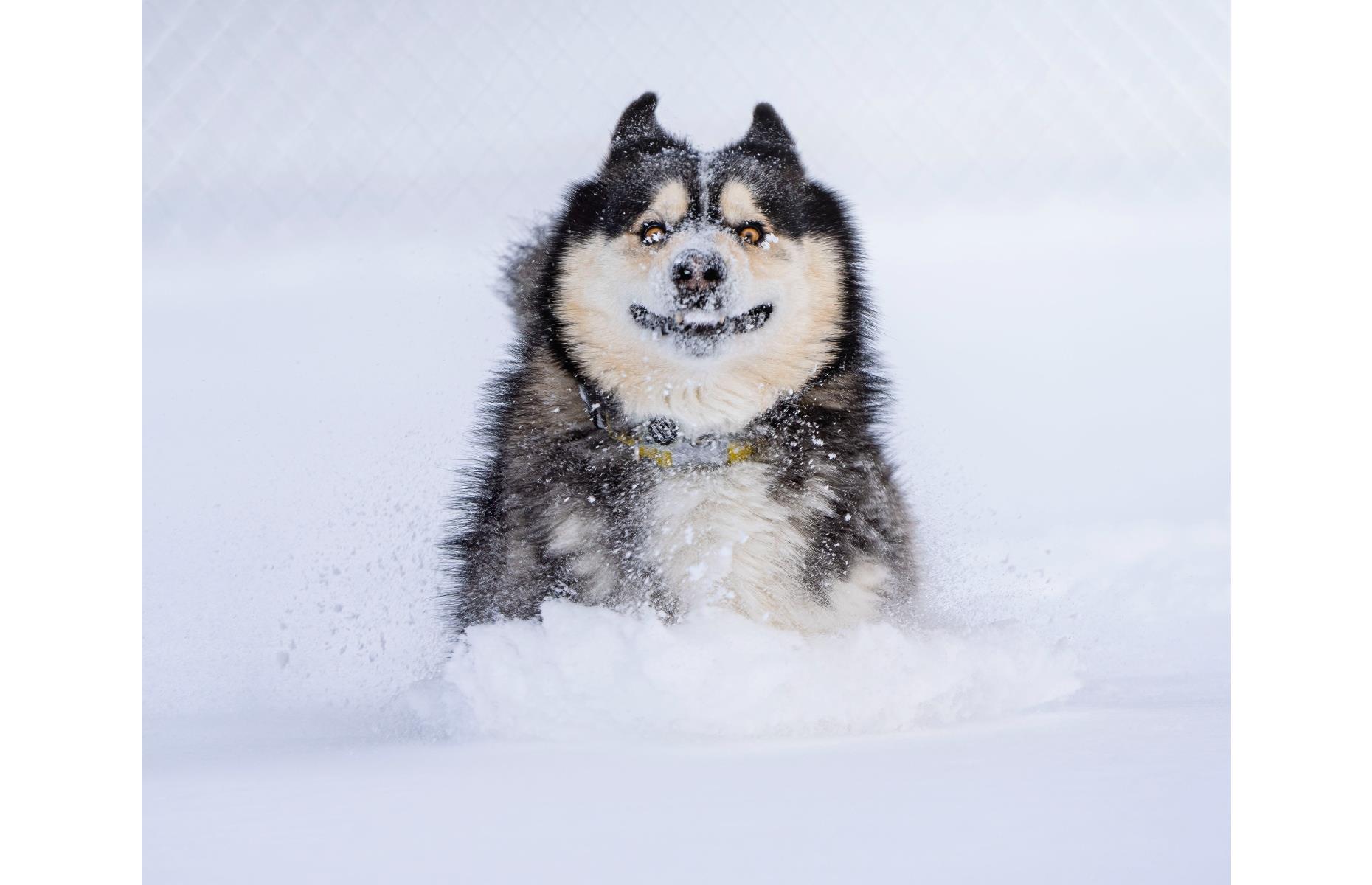 Dashing through the snow