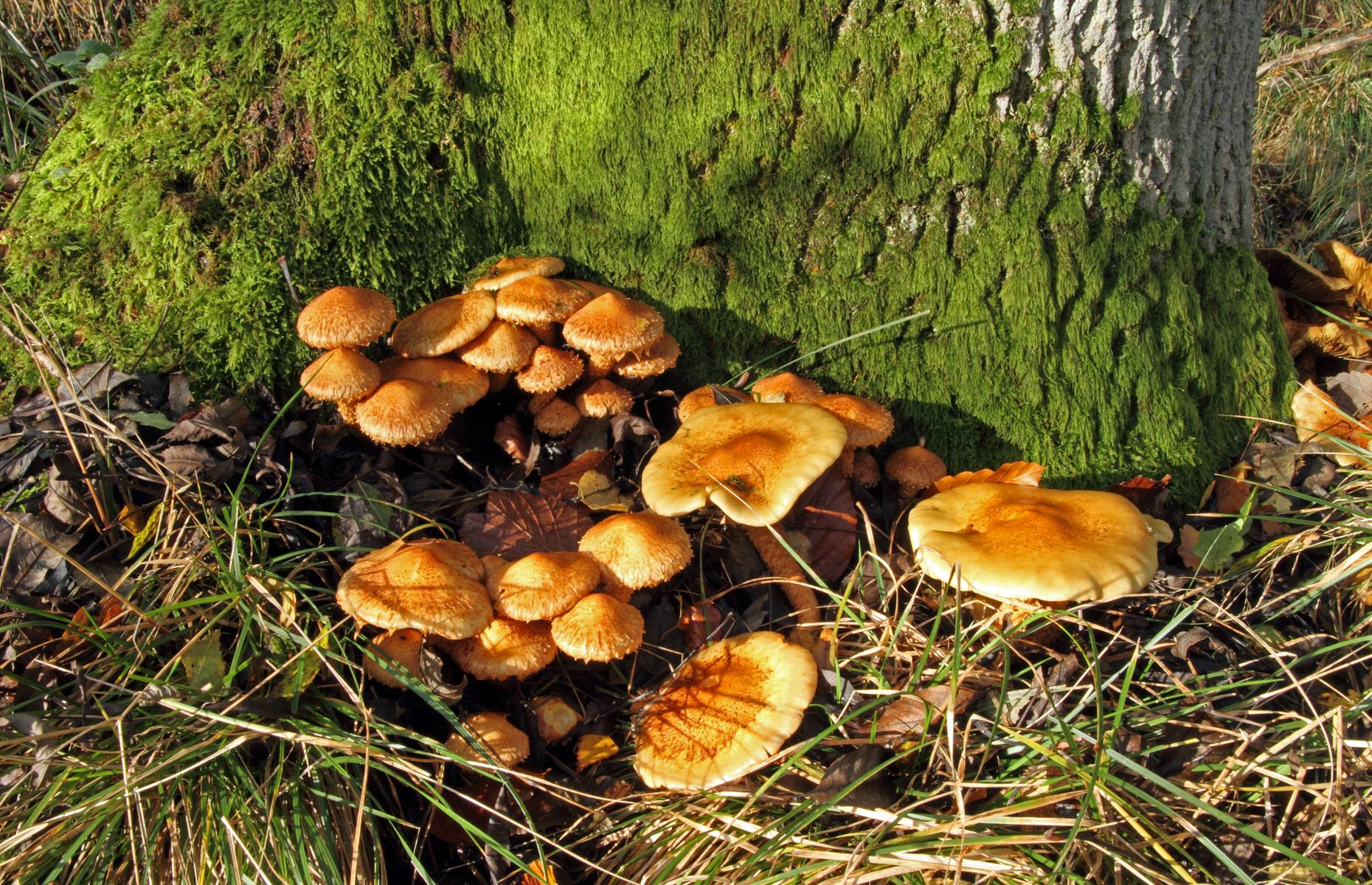 Honey fungus: symptoms