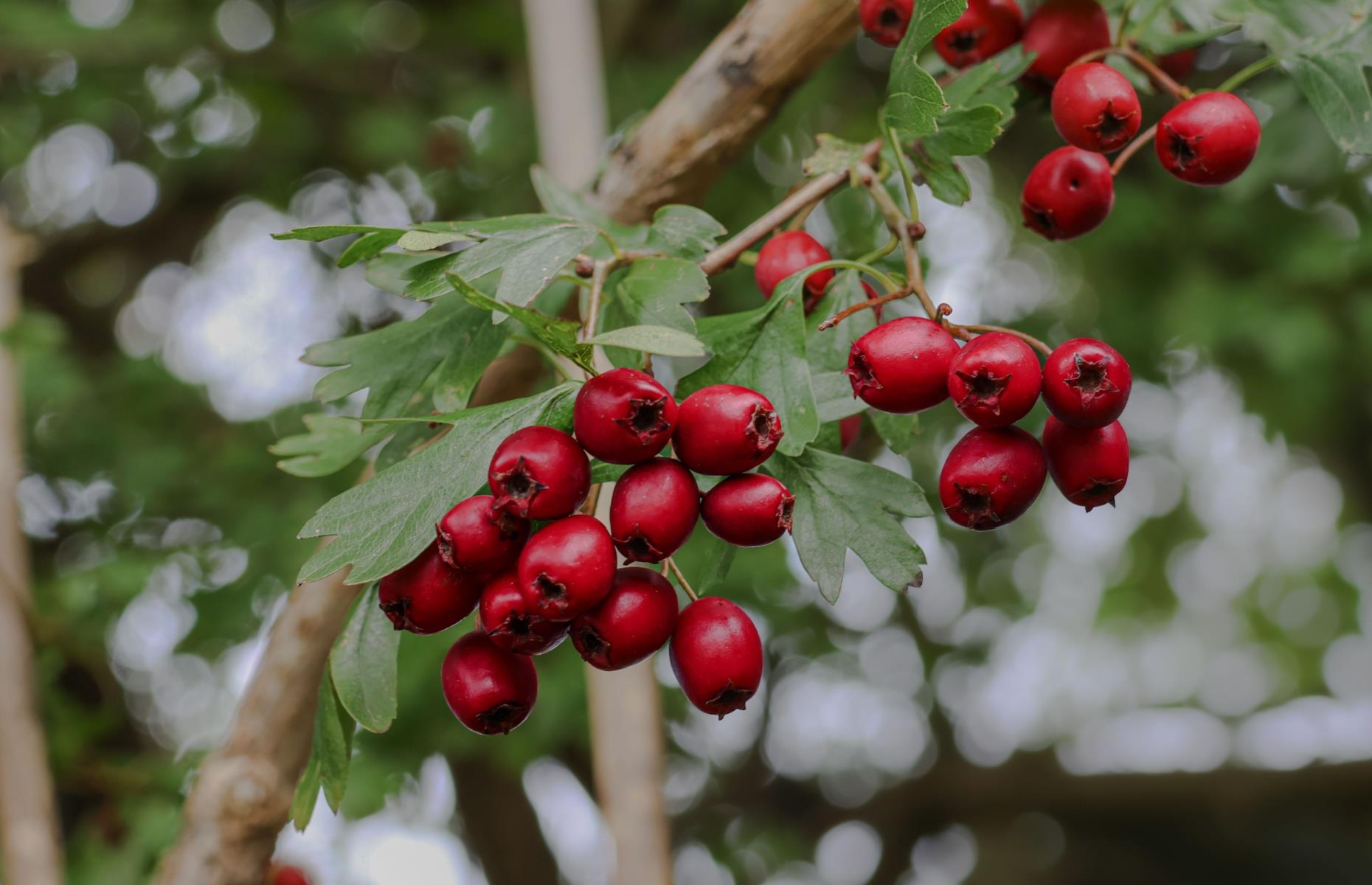 Weißdorn-Beeren