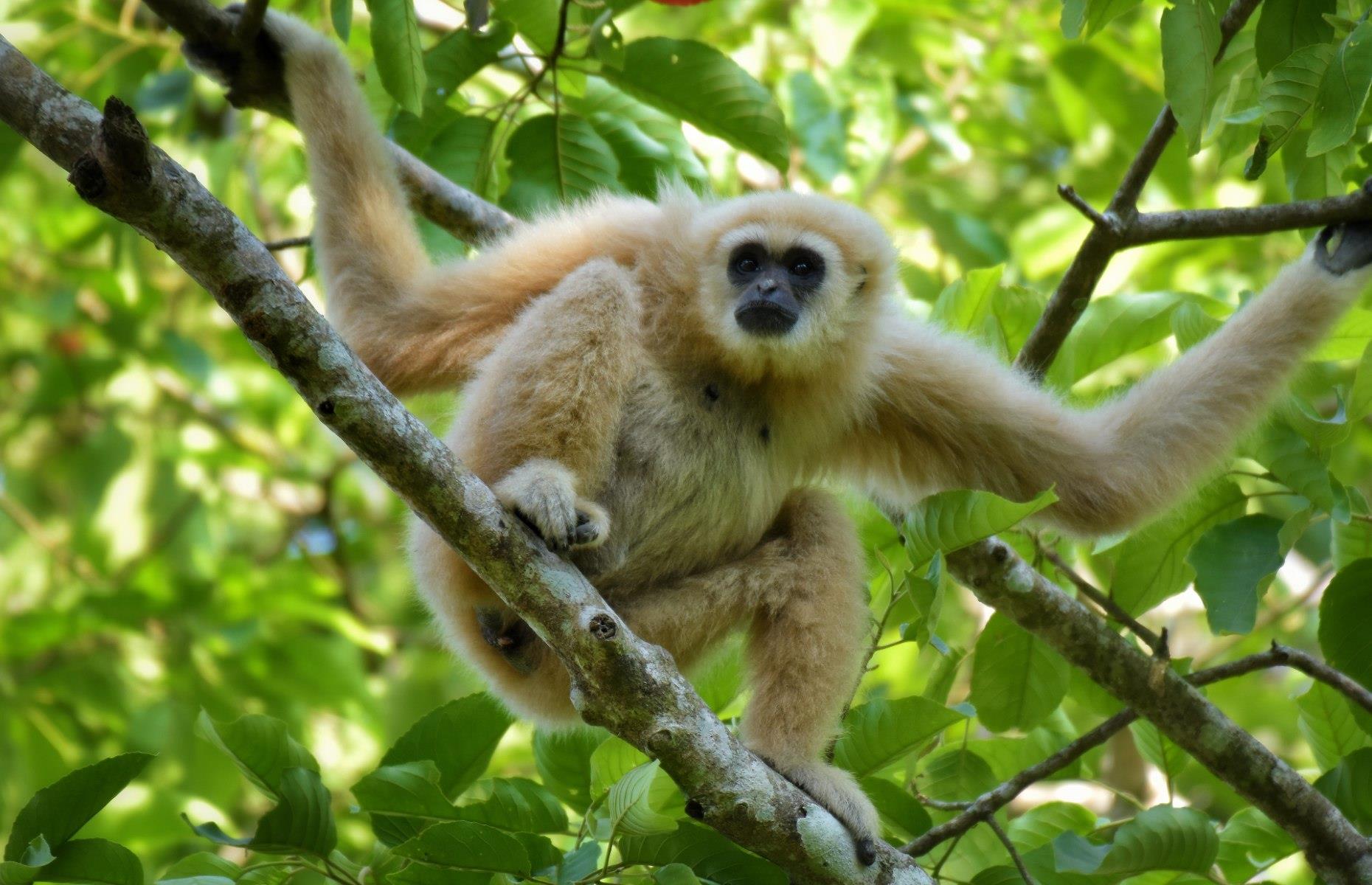 An early gibbon fossil fills an evolutionary gap 