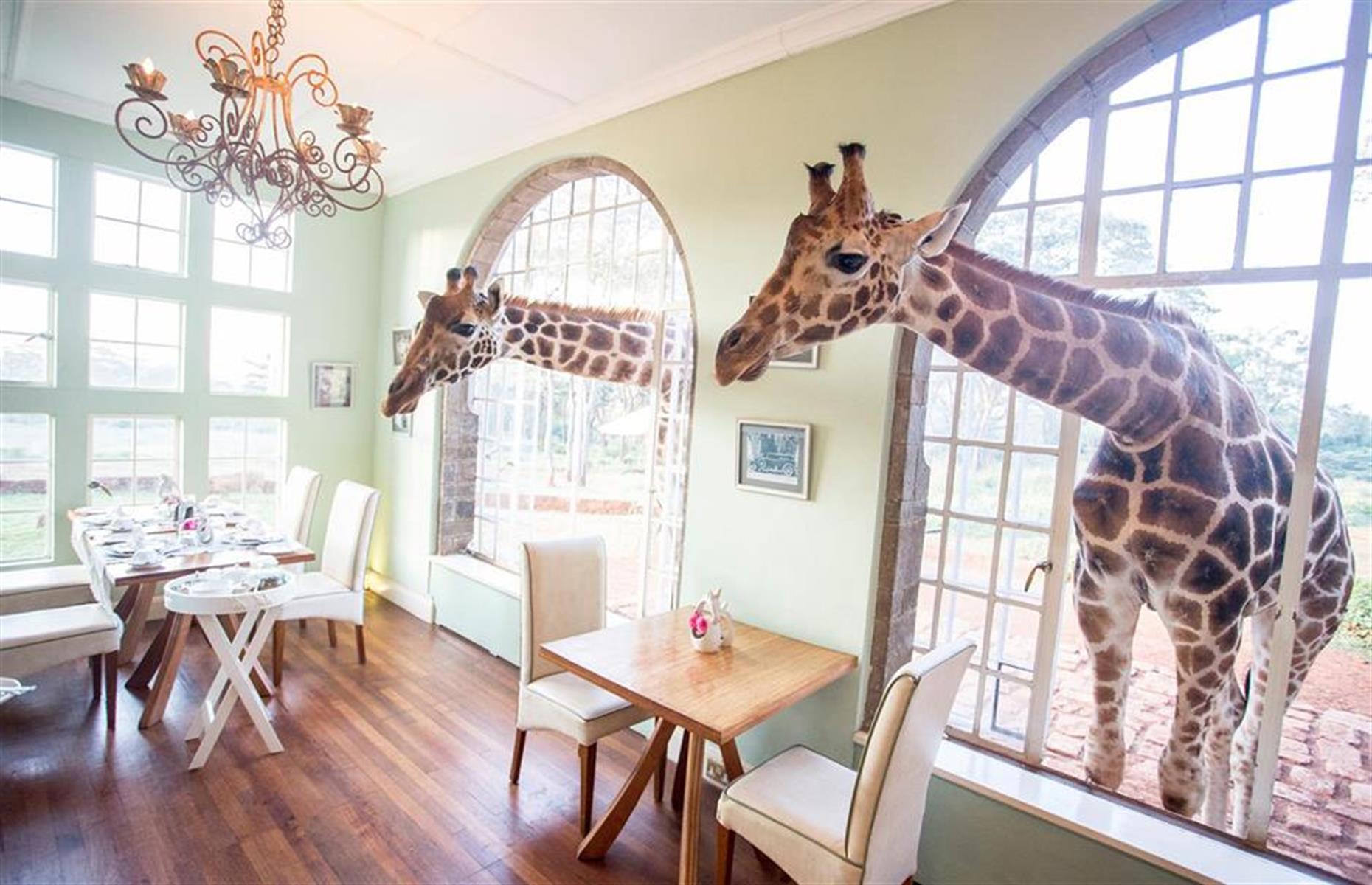 Giraffe Manor, Nairobi, Kenya