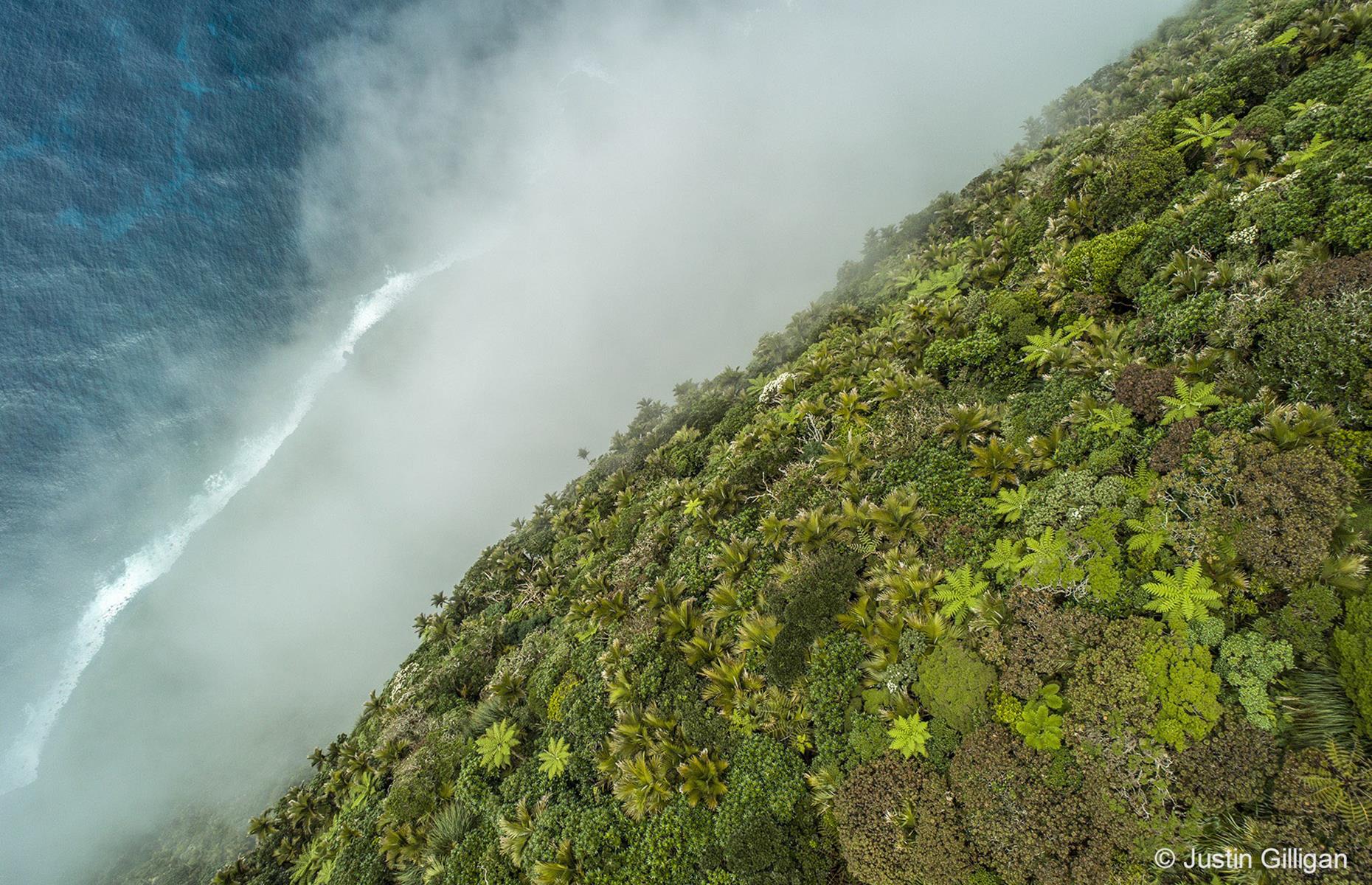 Gnarled Mossy Cloud Forest by Justin Gilligan