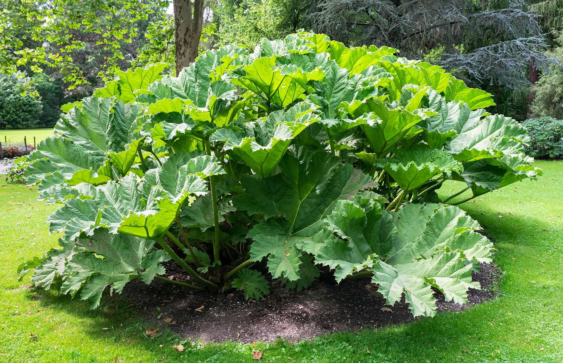 How to stop rhubarb causing harm