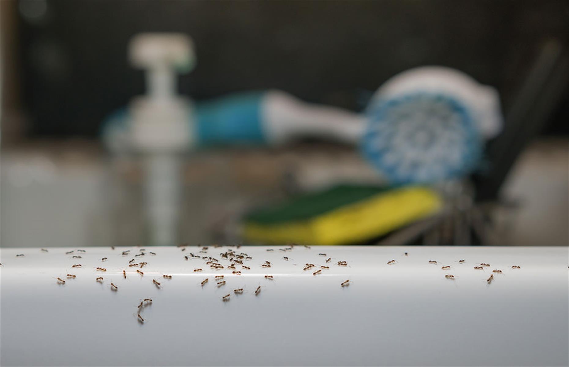 Evidence of pests