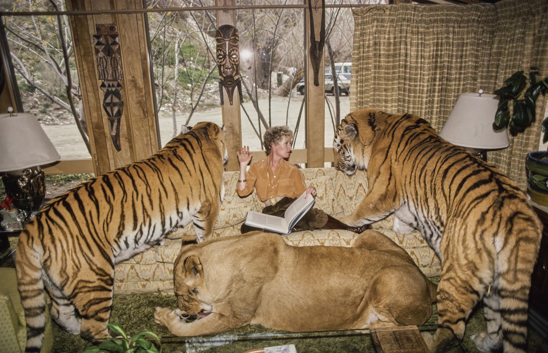 1982: Tippi Hedren on the couch surrounded by tigers and a lion