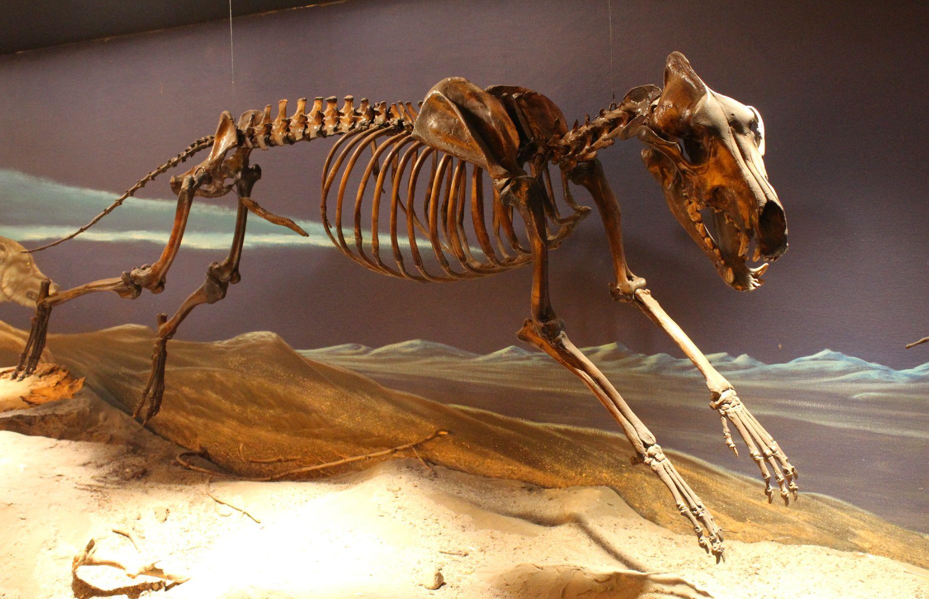Dire wolf
