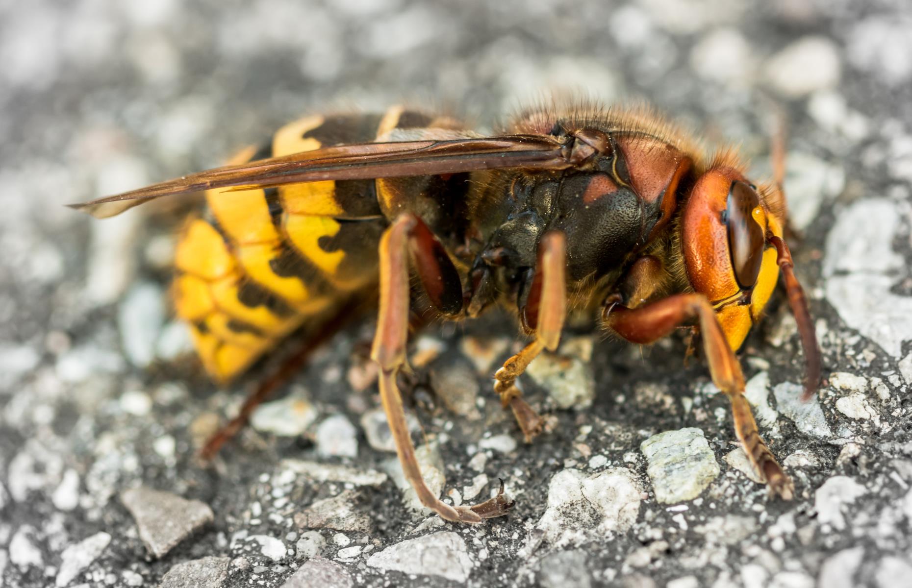 Asian giant hornet