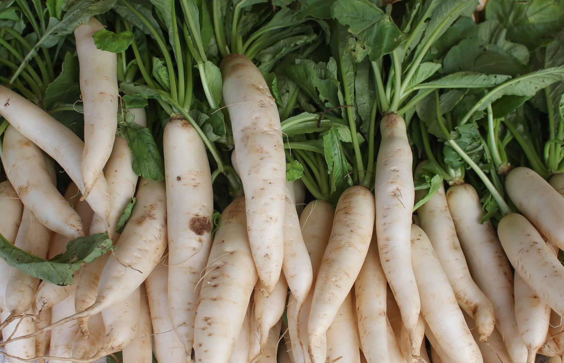 Daikon 