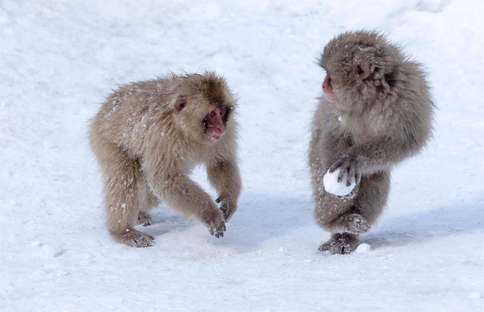 Japanese macaques play with snowballs