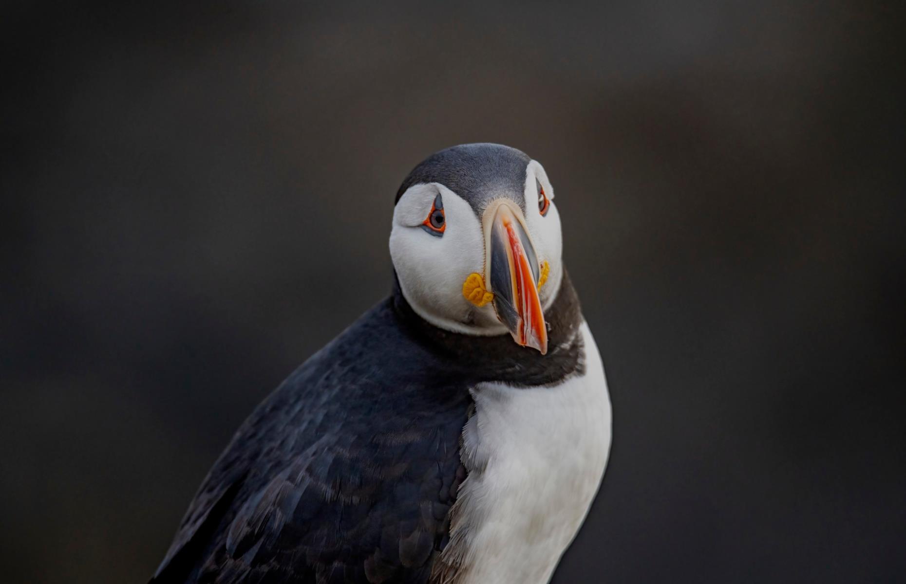 Peer at puffins, Elliston, Newfoundland and Labrador