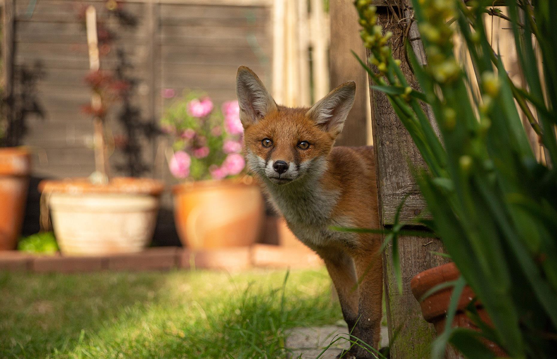 Foxes: treatment