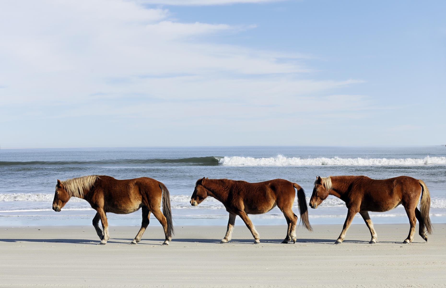 Carova Beach, North Carolina 