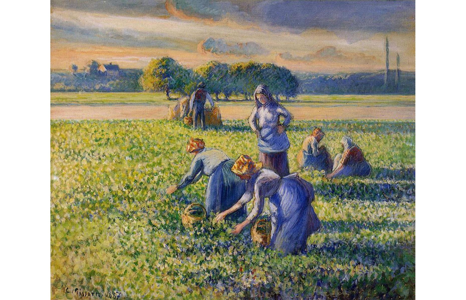 Picking Peas by Camille Pissarro