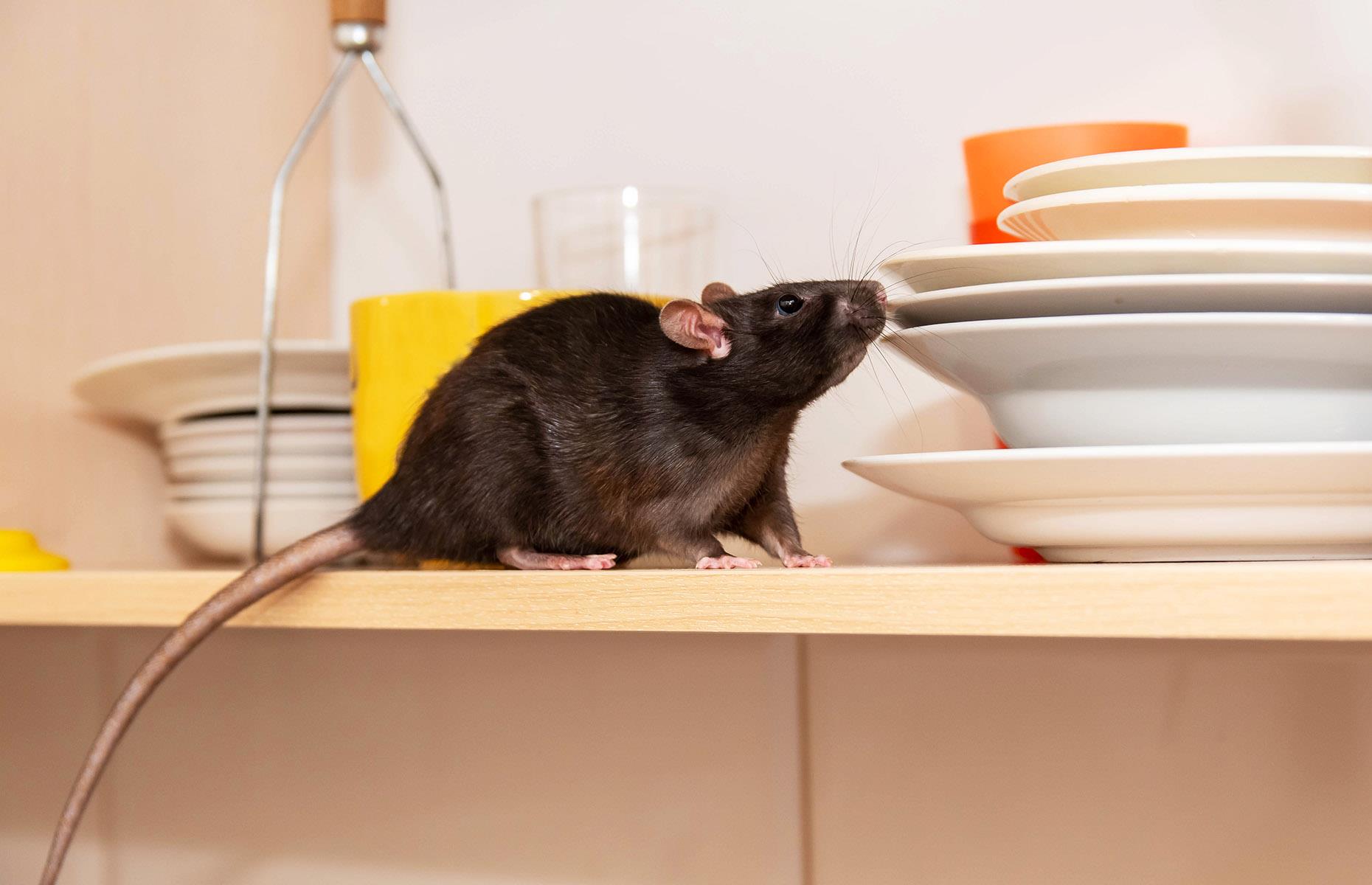 How to stop pests in their tracks