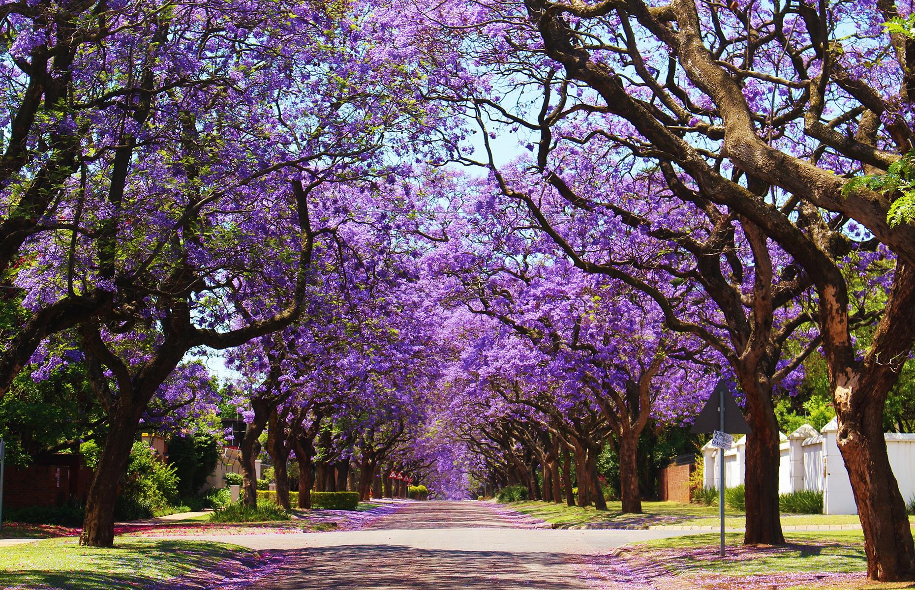 Blooming jacaranda trees, Pretoria, South Africa