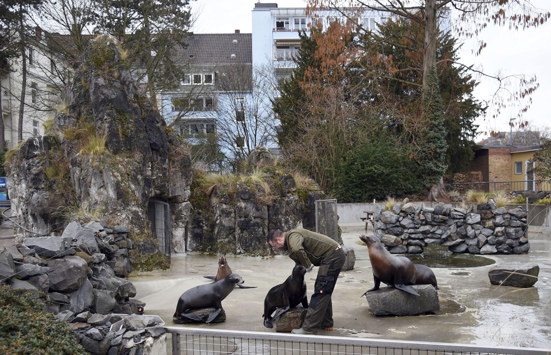 Neighbour filed noise complaint over rowdy sea lions