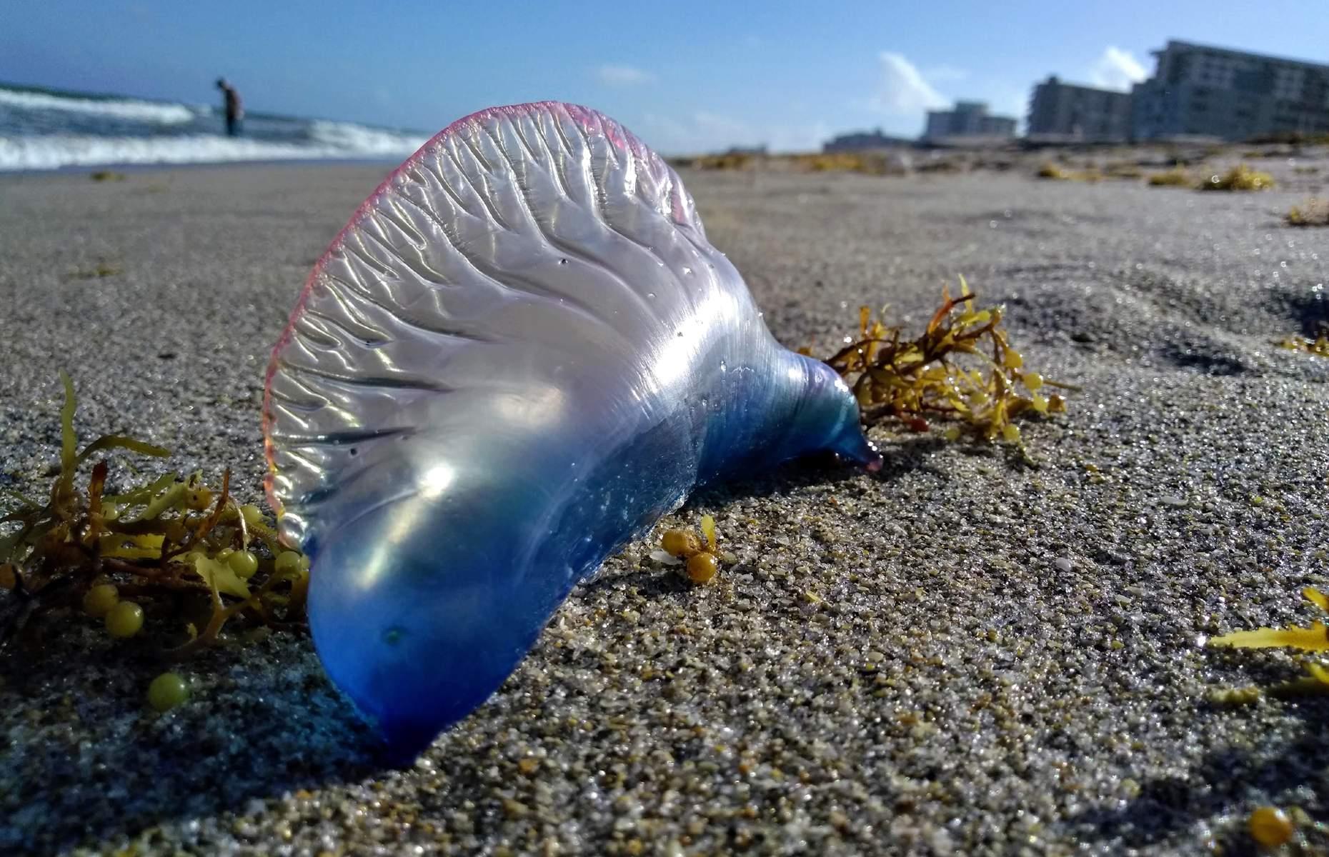 8. Portuguese man o' war