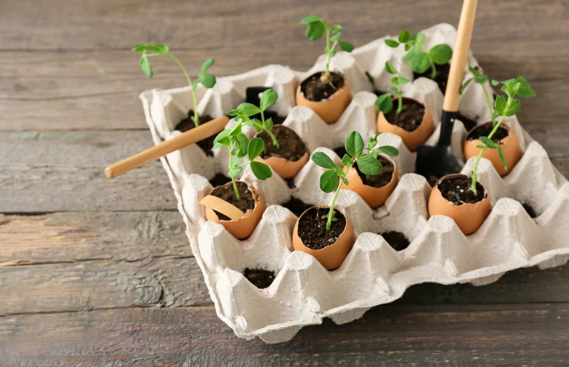Plant seedlings in eggshells
