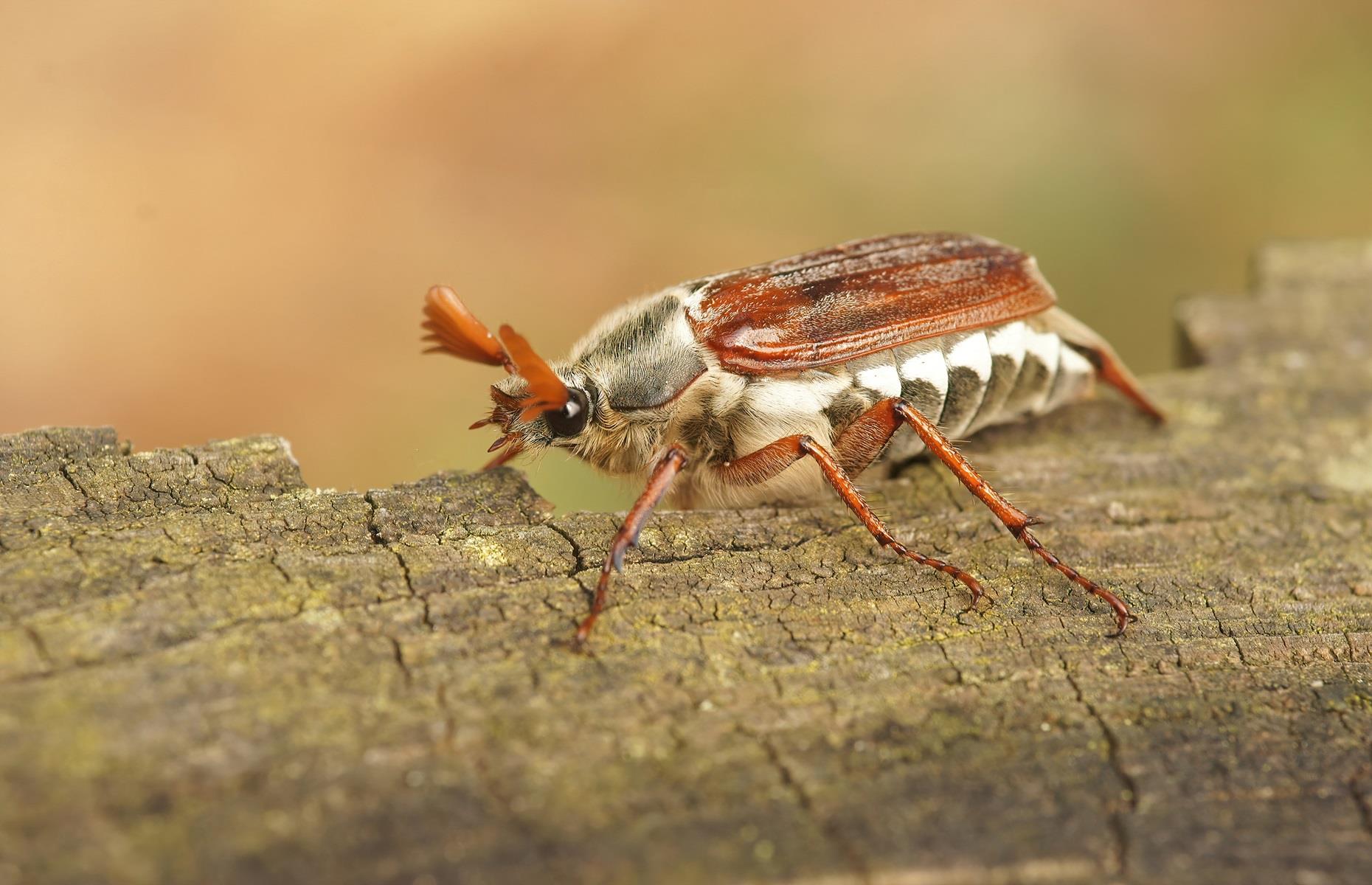 Garden pest: maybugs