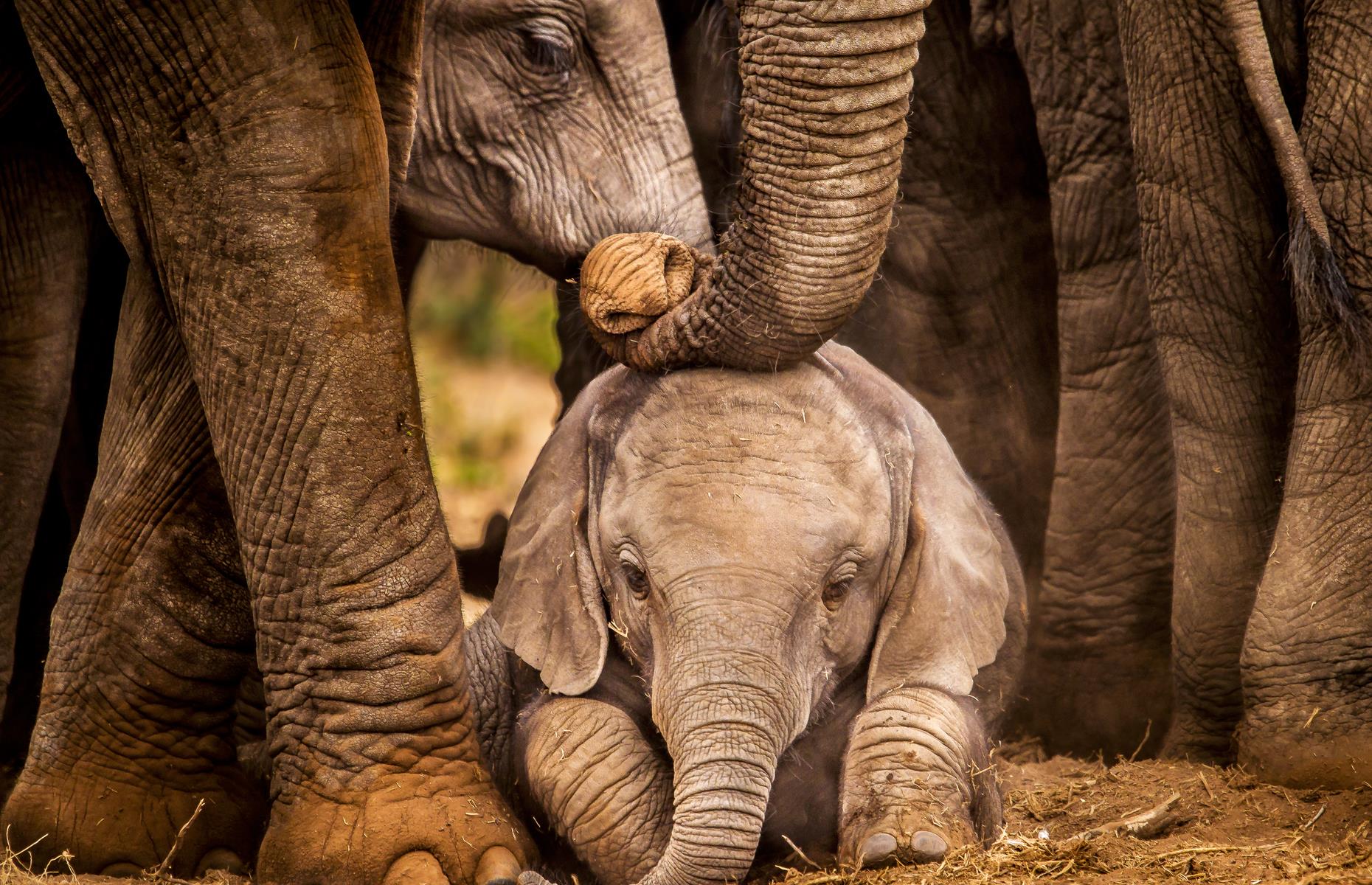Go on a silent safari in South Africa